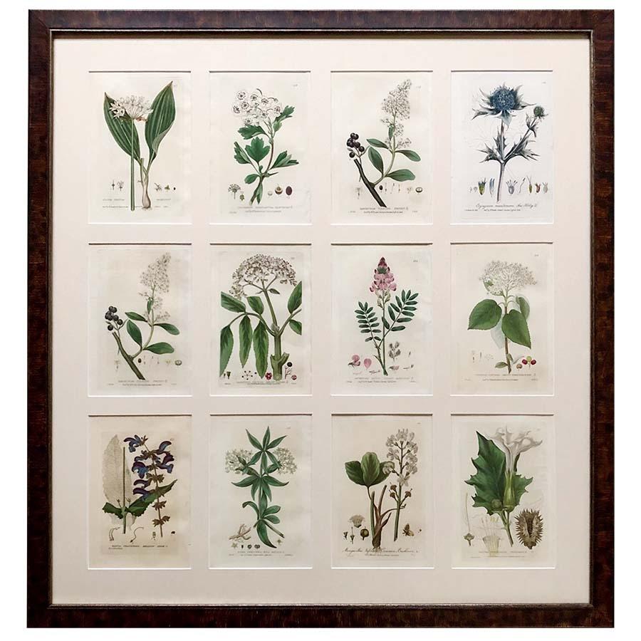A stunning collection of Baxter botanical prints framed in sets of 12 in bespoke wooden frames behind Tru Vu glass which cuts reflection and affords some protection to the prints. The prints are from William Baxter’s “Botanic Garden” published