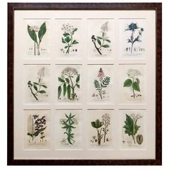 Collection of 24 Framed Baxter Botanical Prints