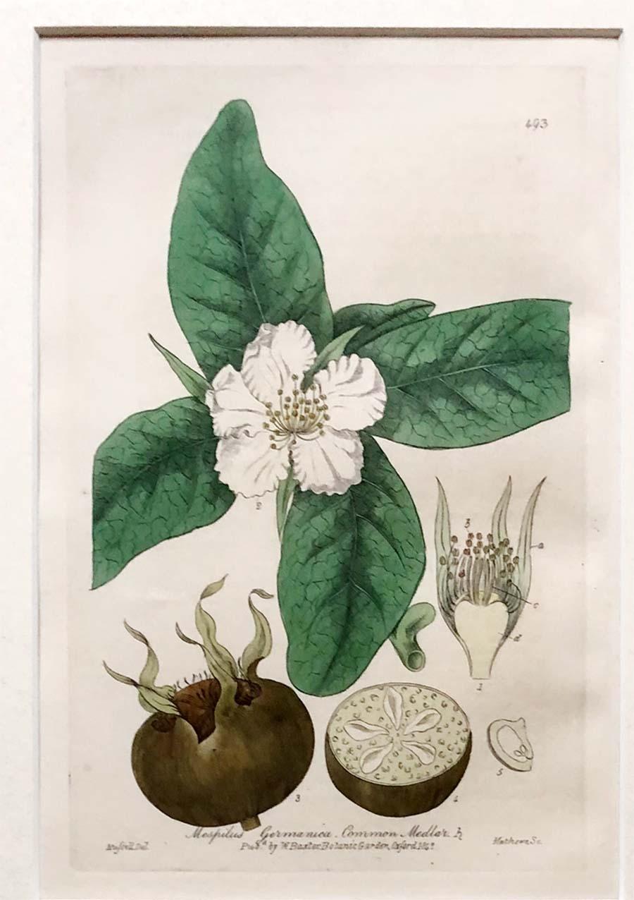 English Collection of 24 Framed Baxter Botanical Prints