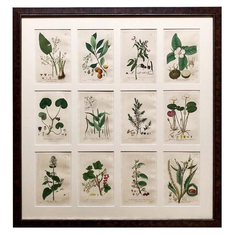 Collection of 24 Framed Baxter Botanical Prints