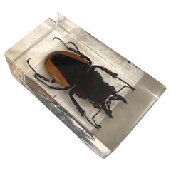Collection of 3 Large Insects in Solid Lucite Boxes Spider Hornet & Stag Beetle