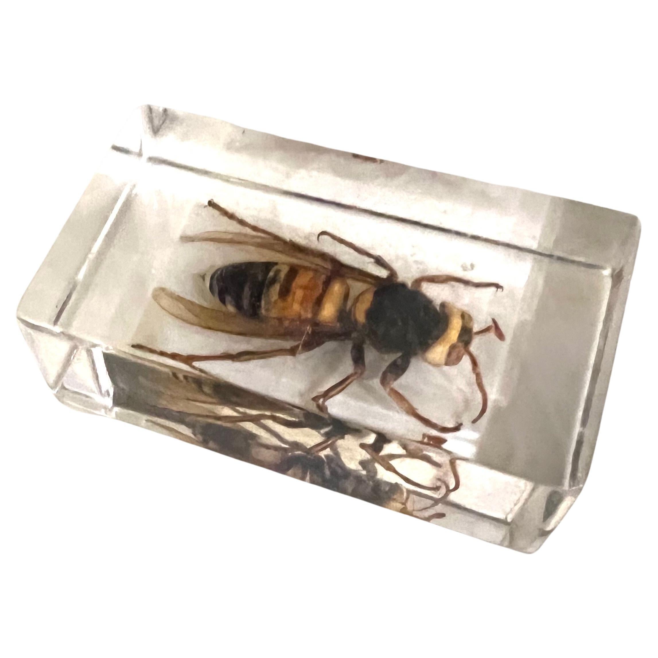 American Collection of 3 Large Insects in Solid Lucite Boxes Spider Hornet & Stag Beetle For Sale