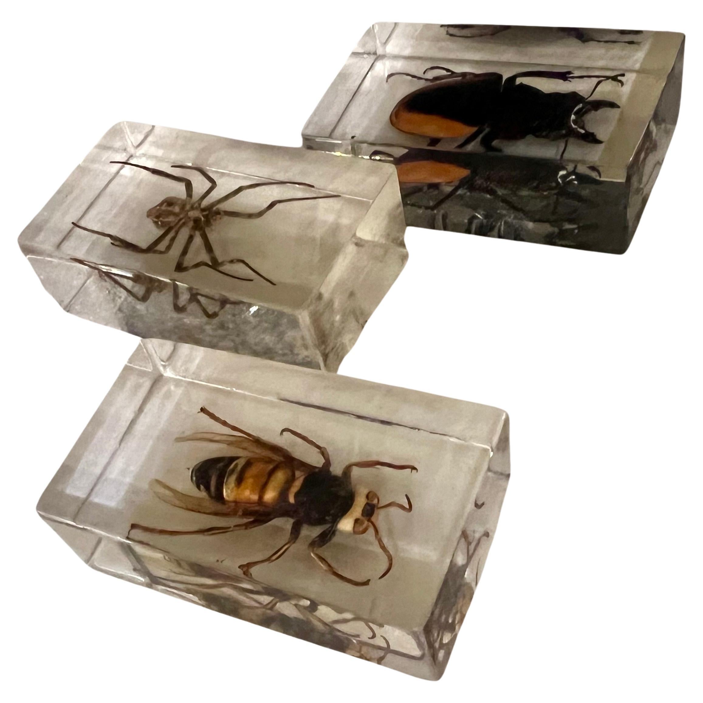 Collection of 3 Large Insects in Solid Lucite Boxes Spider Hornet & Stag Beetle In Good Condition For Sale In San Diego, CA