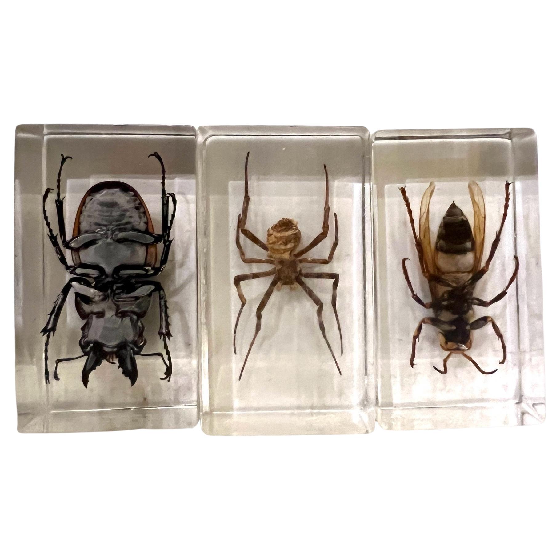 20th Century Collection of 3 Large Insects in Solid Lucite Boxes Spider Hornet & Stag Beetle For Sale
