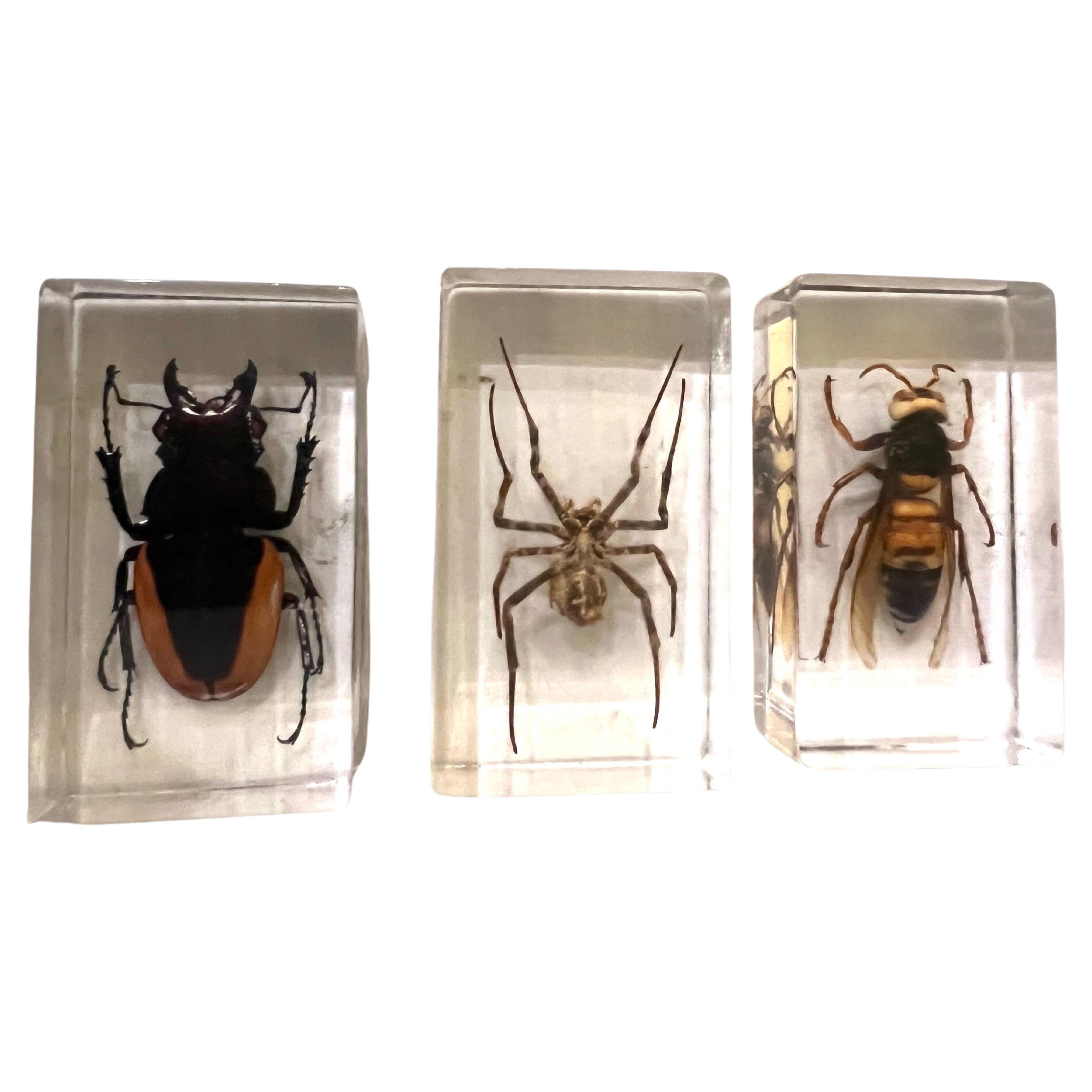 Collection of 3 Large Insects in Solid Lucite Boxes Spider Hornet & Stag Beetle For Sale