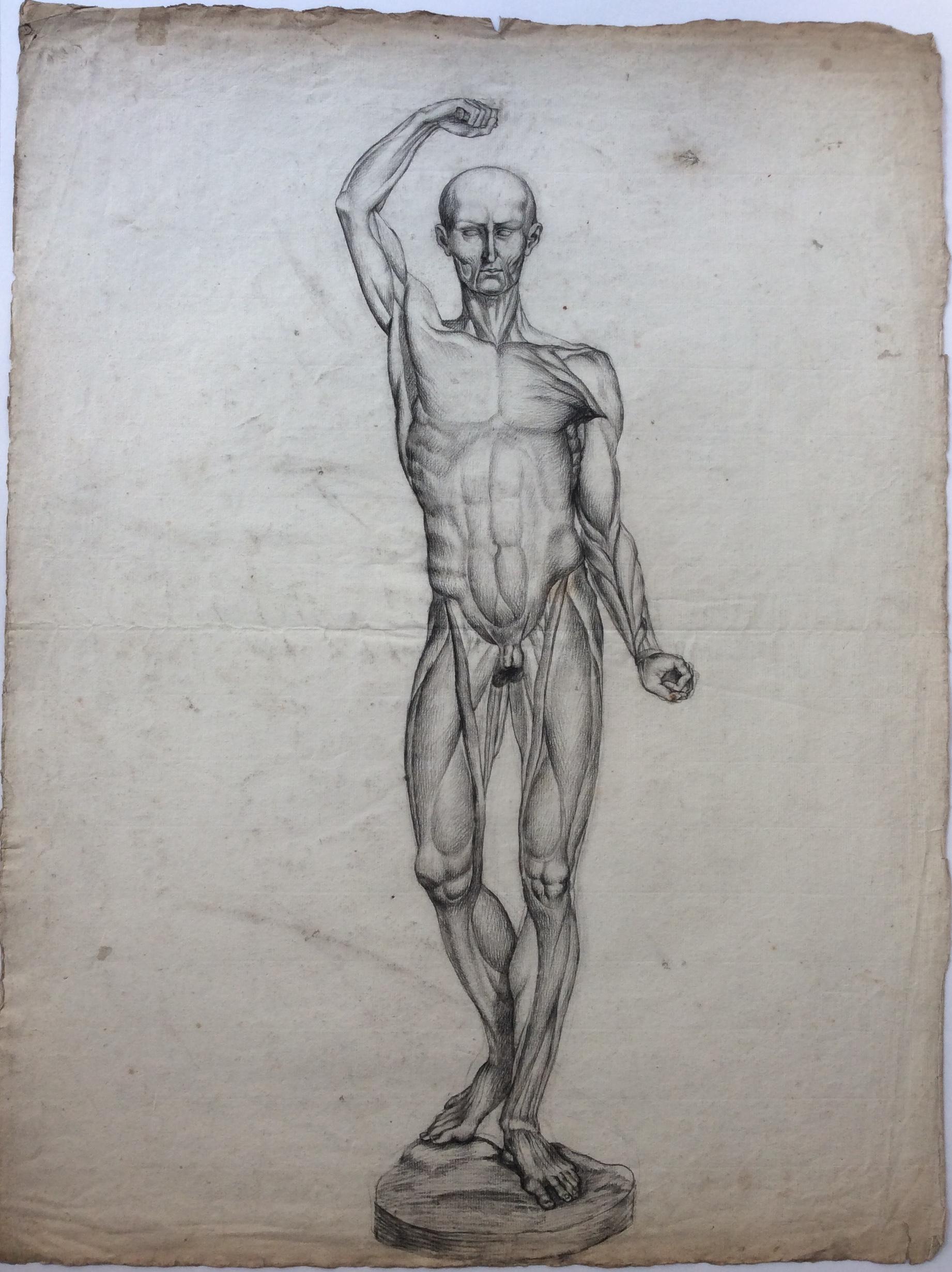 Kollektion von 4 antiken Anatomischen Zeichnungen  (Französisch) im Angebot