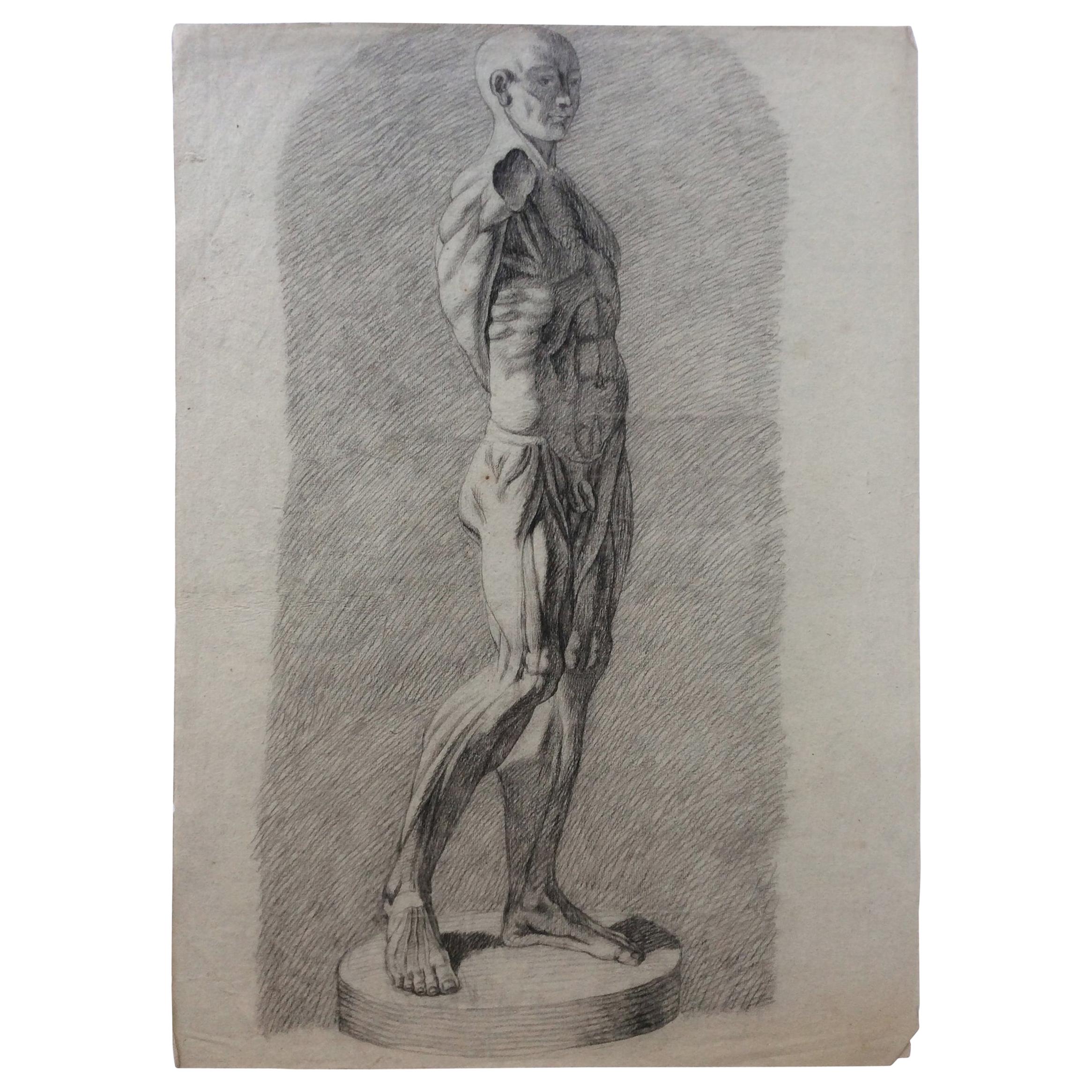 Kollektion von 4 antiken Anatomischen Zeichnungen