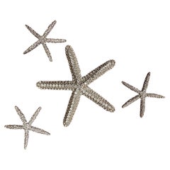 Collezione di 4 stelle marine con cristalli Swarovski di Douglas Cloutier