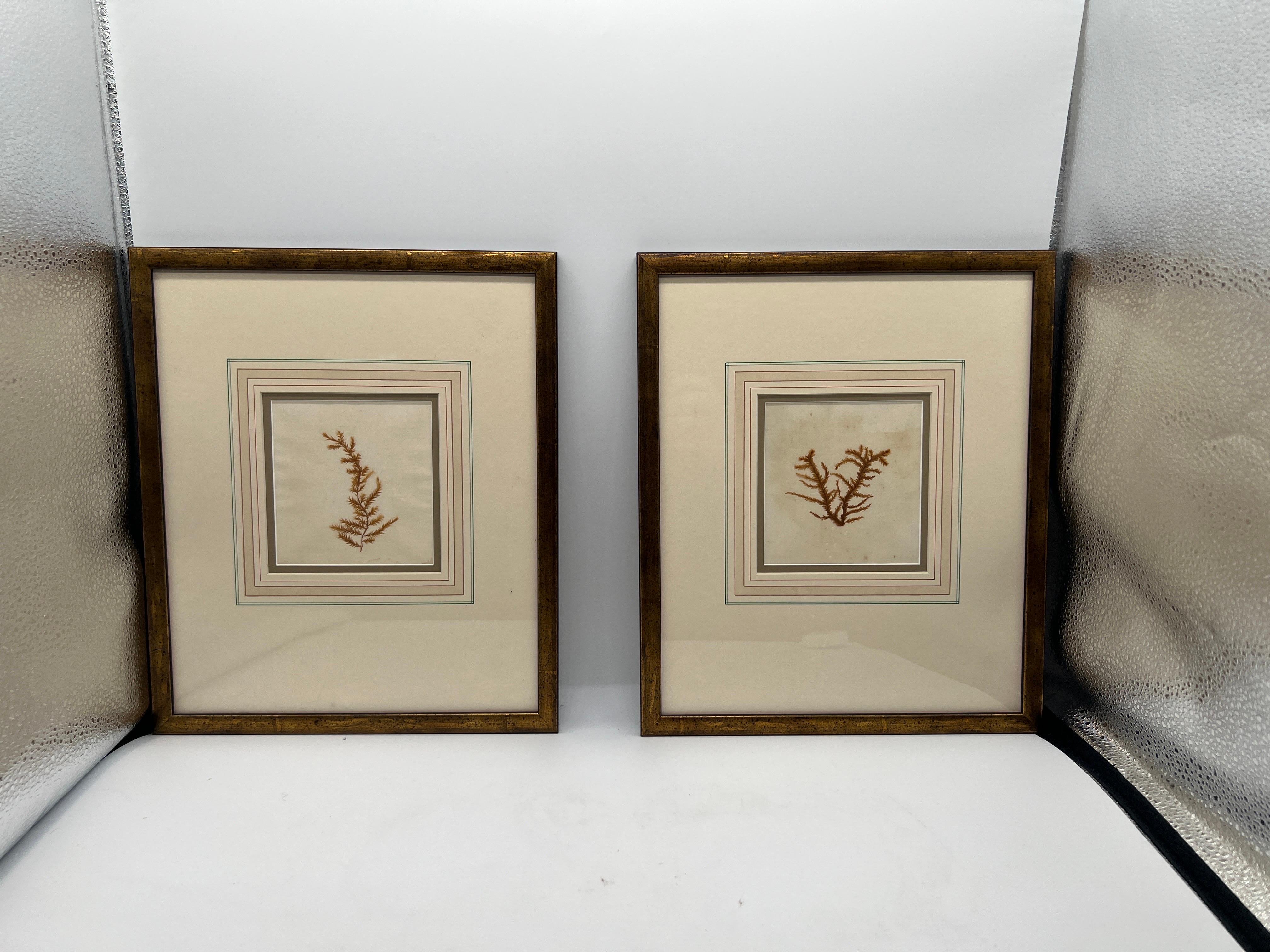 Likely American or French, early 20th century.

A grouping of four framed and well matted botanical specimens. Two of the specimens are marked for their specimen - others appear unmarked.