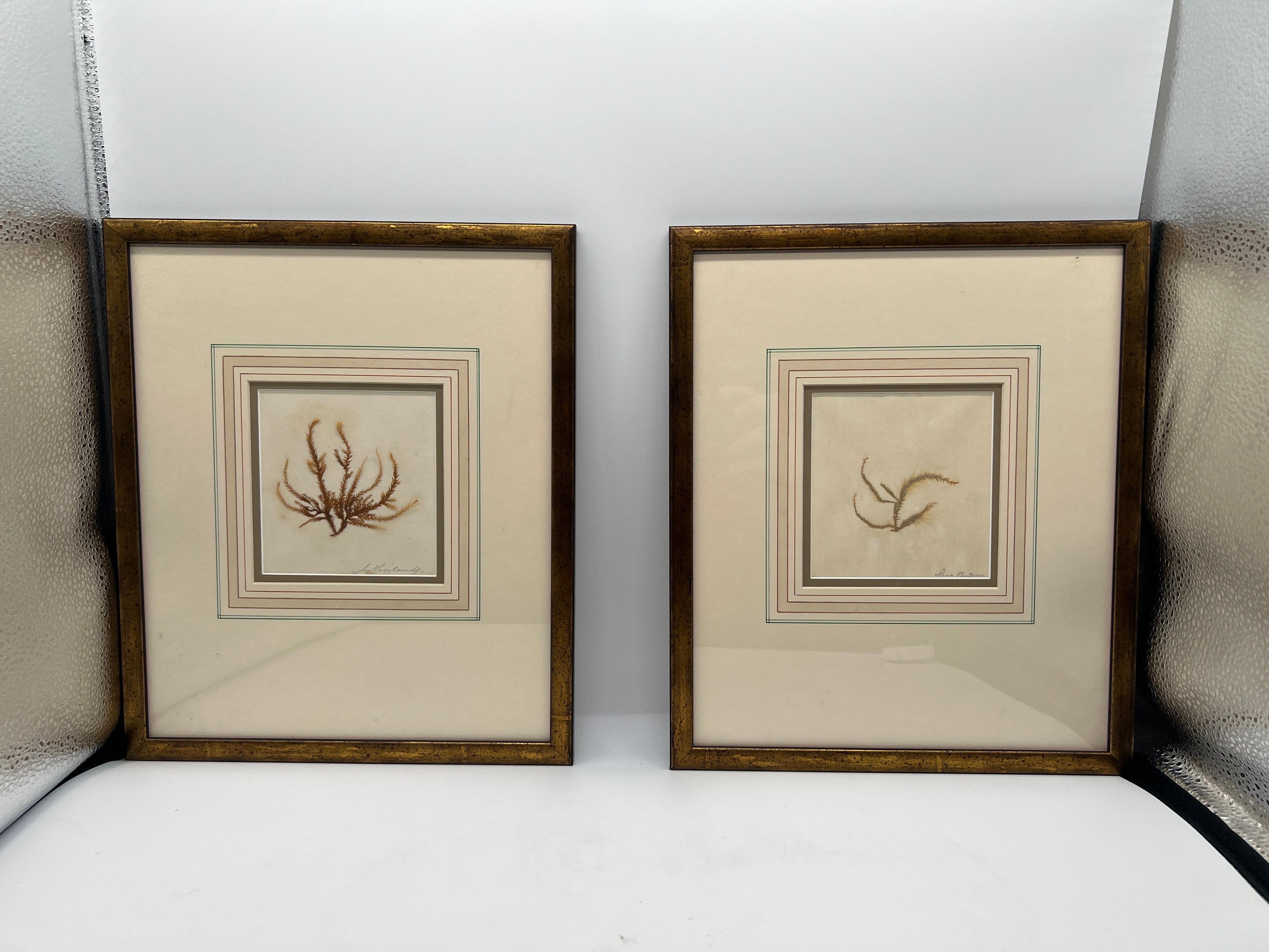 American Collection of (4) Four Antique Botanical Specimens For Sale