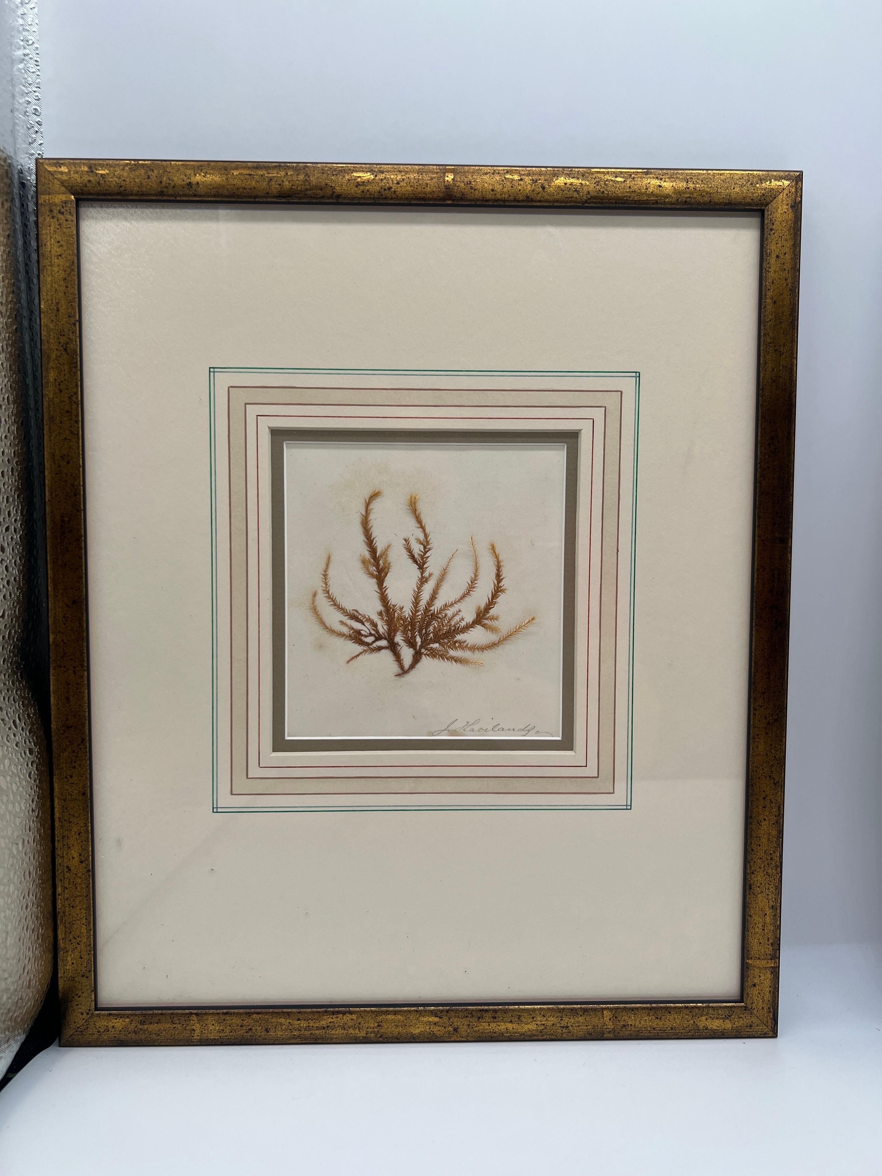 Paper Collection of (4) Four Antique Botanical Specimens For Sale
