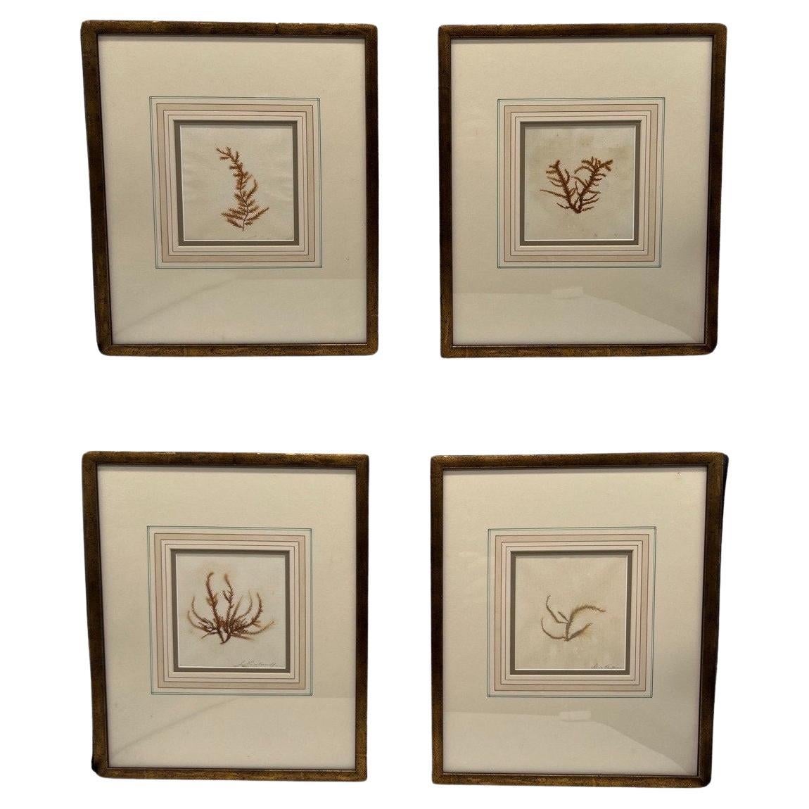 Collection of (4) Four Antique Botanical Specimens For Sale