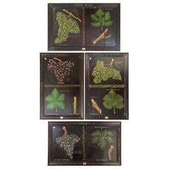 Collection of 4 Large Antique French Vineyard Grape Educational Paintings