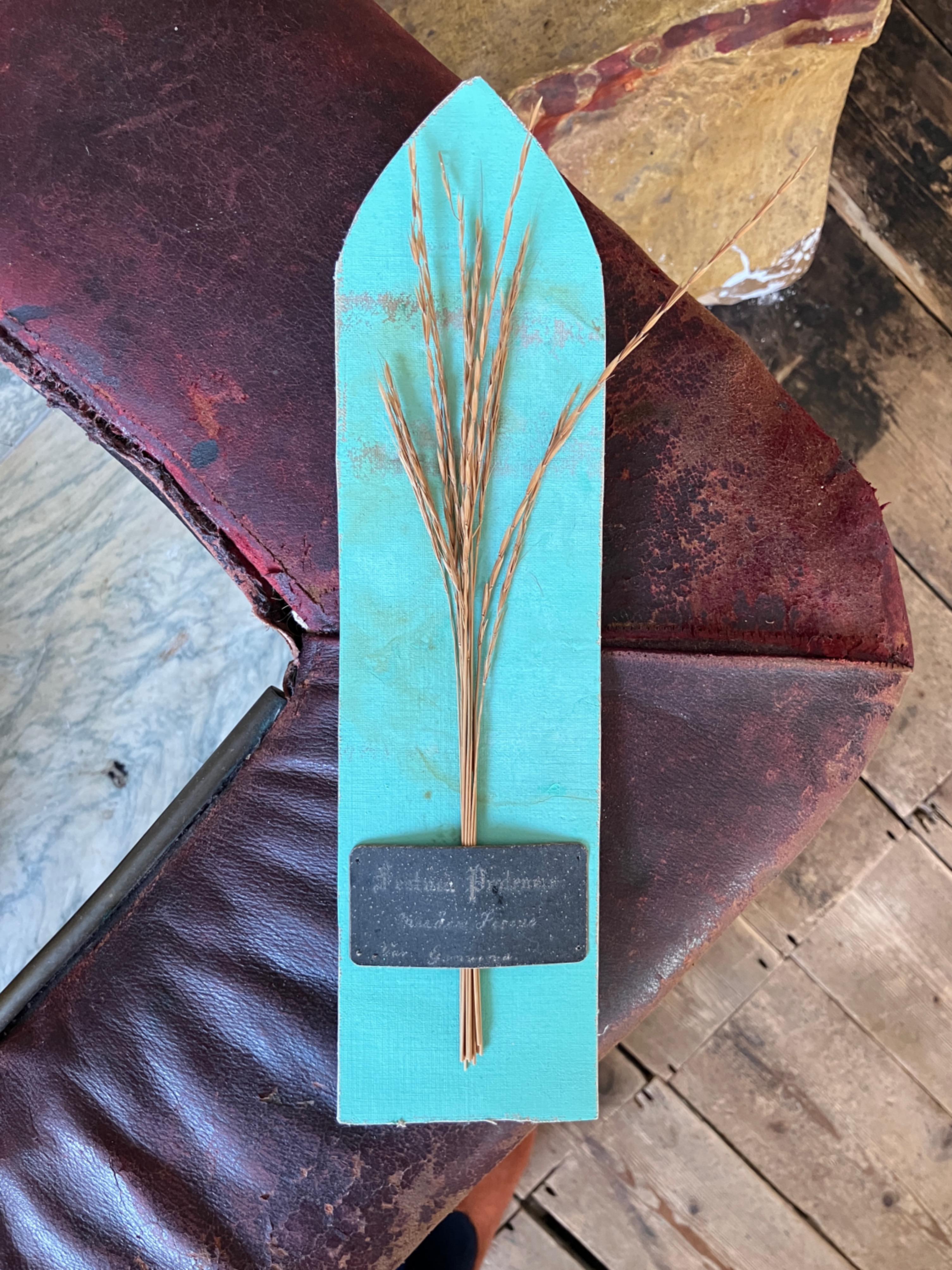 Collectional di 47 campioni di erba e grano essiccati del XIX secolo Erbario Botanico in vendita 5