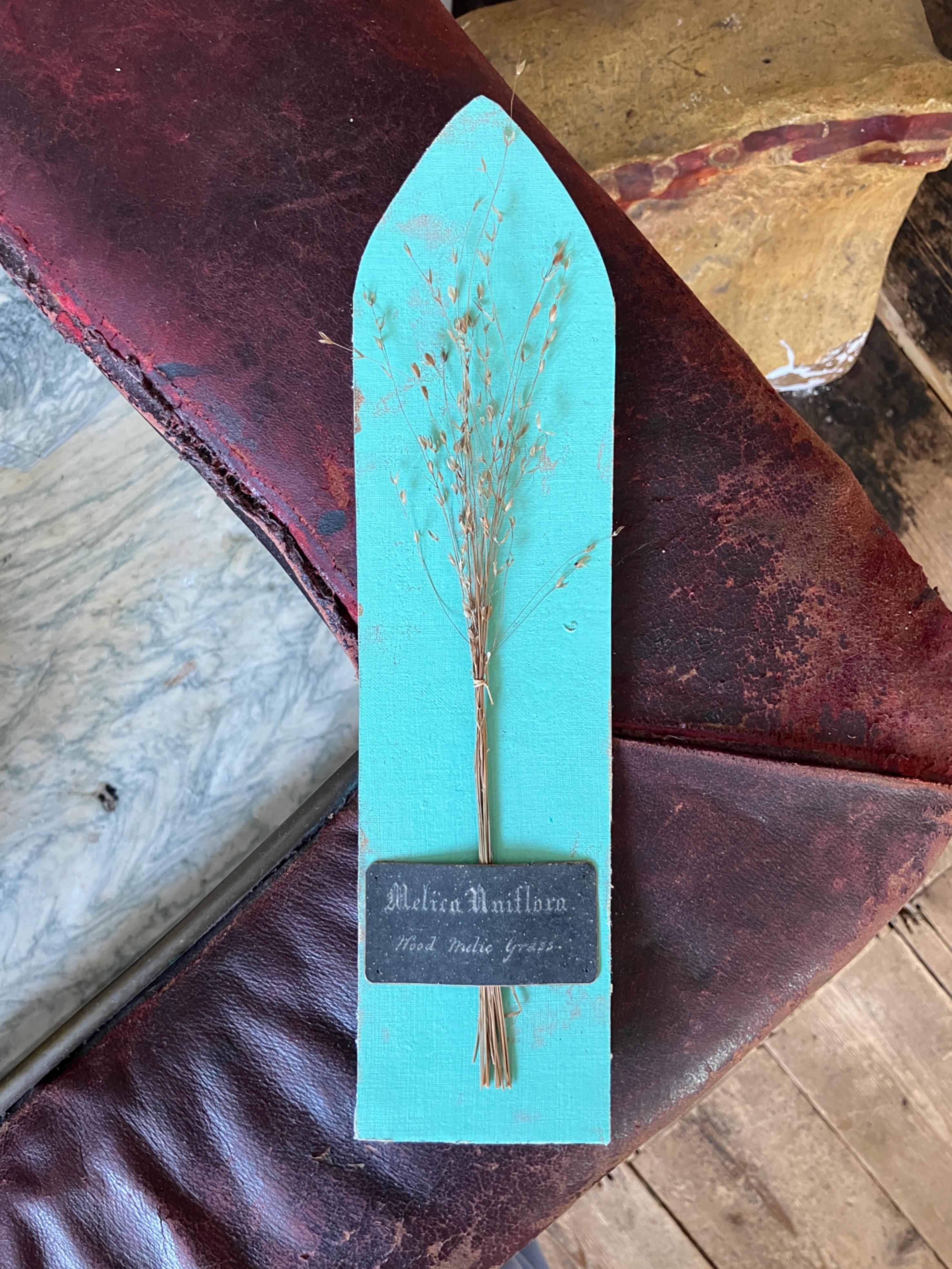 Collectional di 47 campioni di erba e grano essiccati del XIX secolo Erbario Botanico in vendita 6