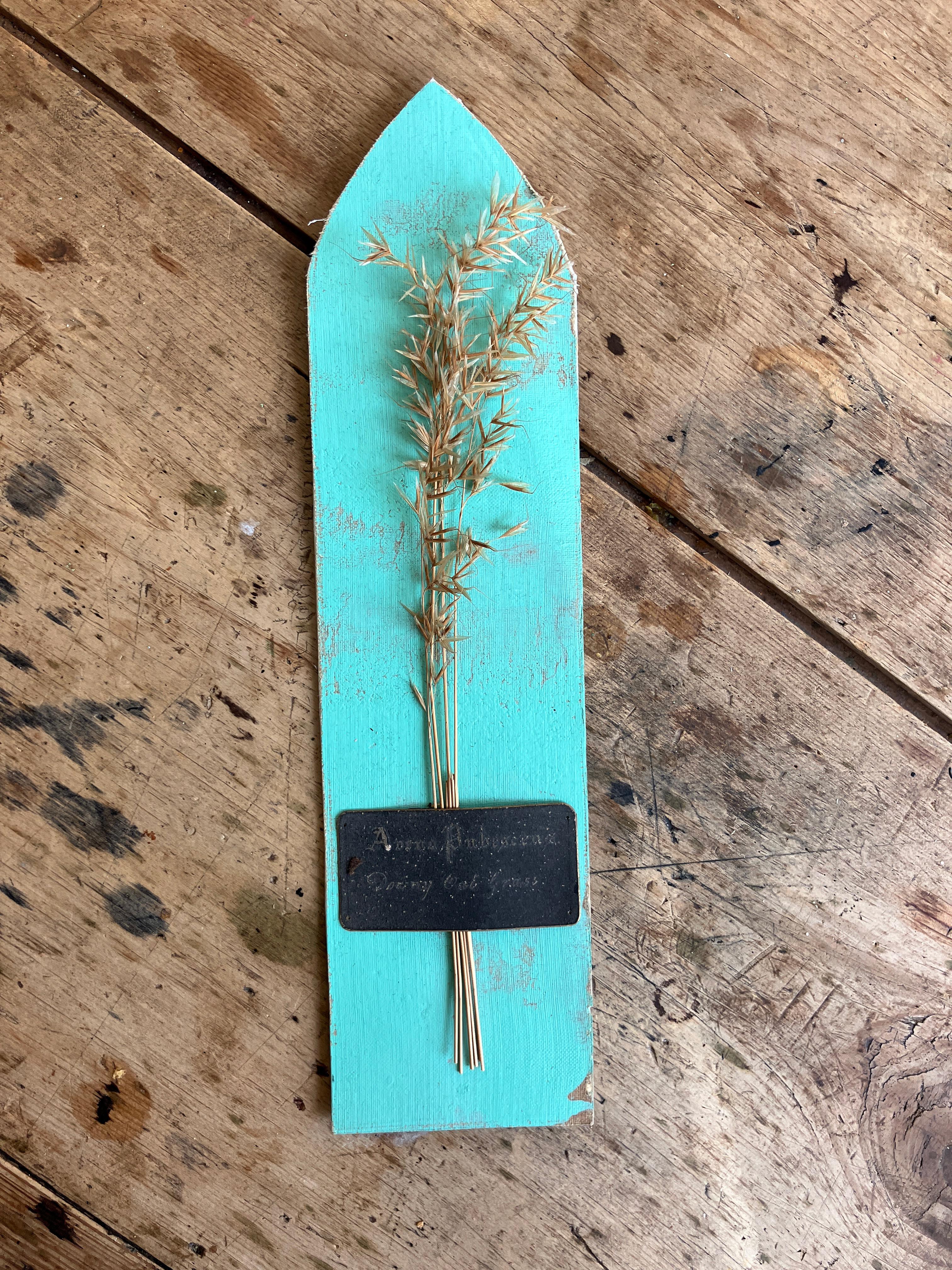 Collectional di 47 campioni di erba e grano essiccati del XIX secolo Erbario Botanico in vendita 8