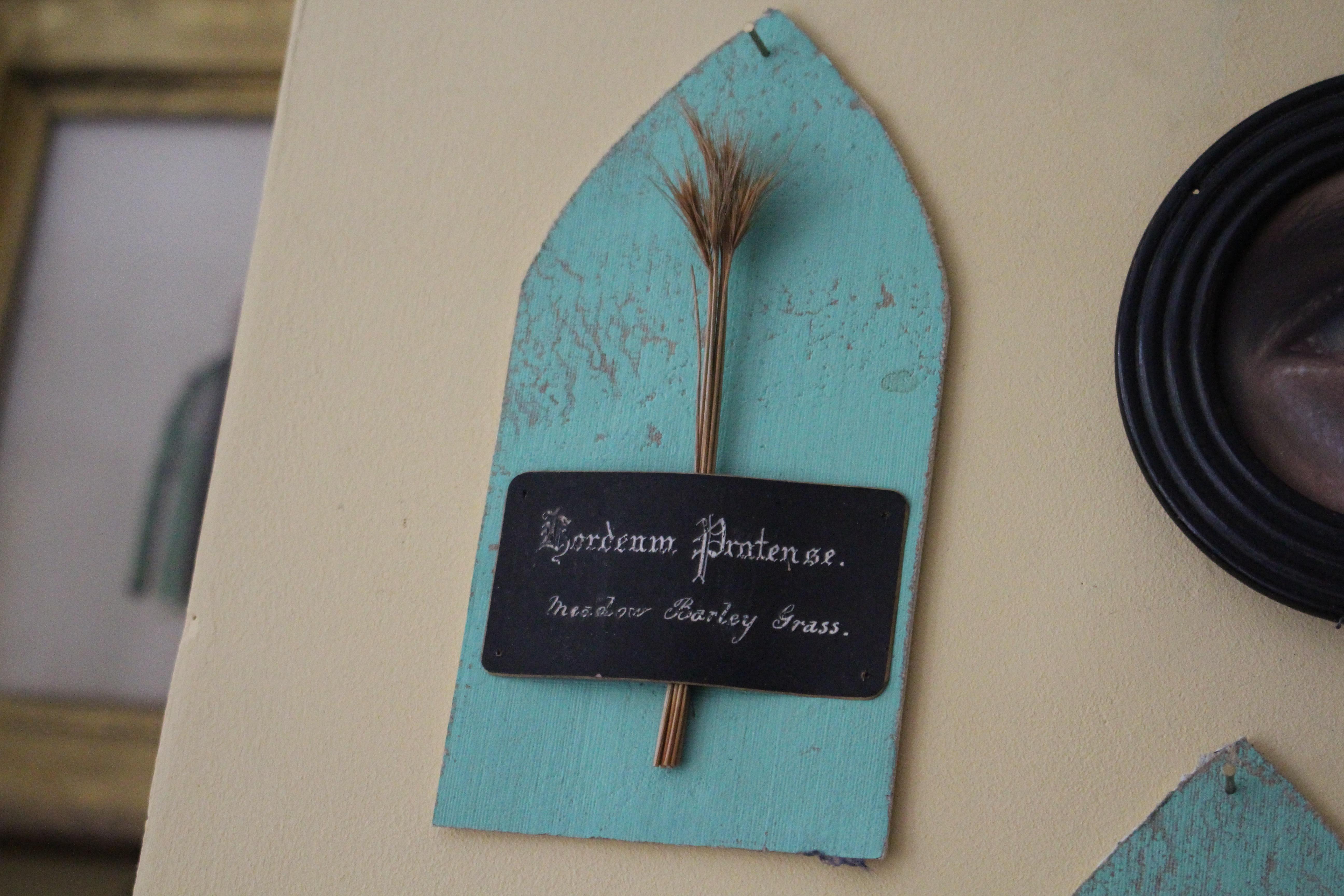 Fibra naturale Collectional di 47 campioni di erba e grano essiccati del XIX secolo Erbario Botanico in vendita