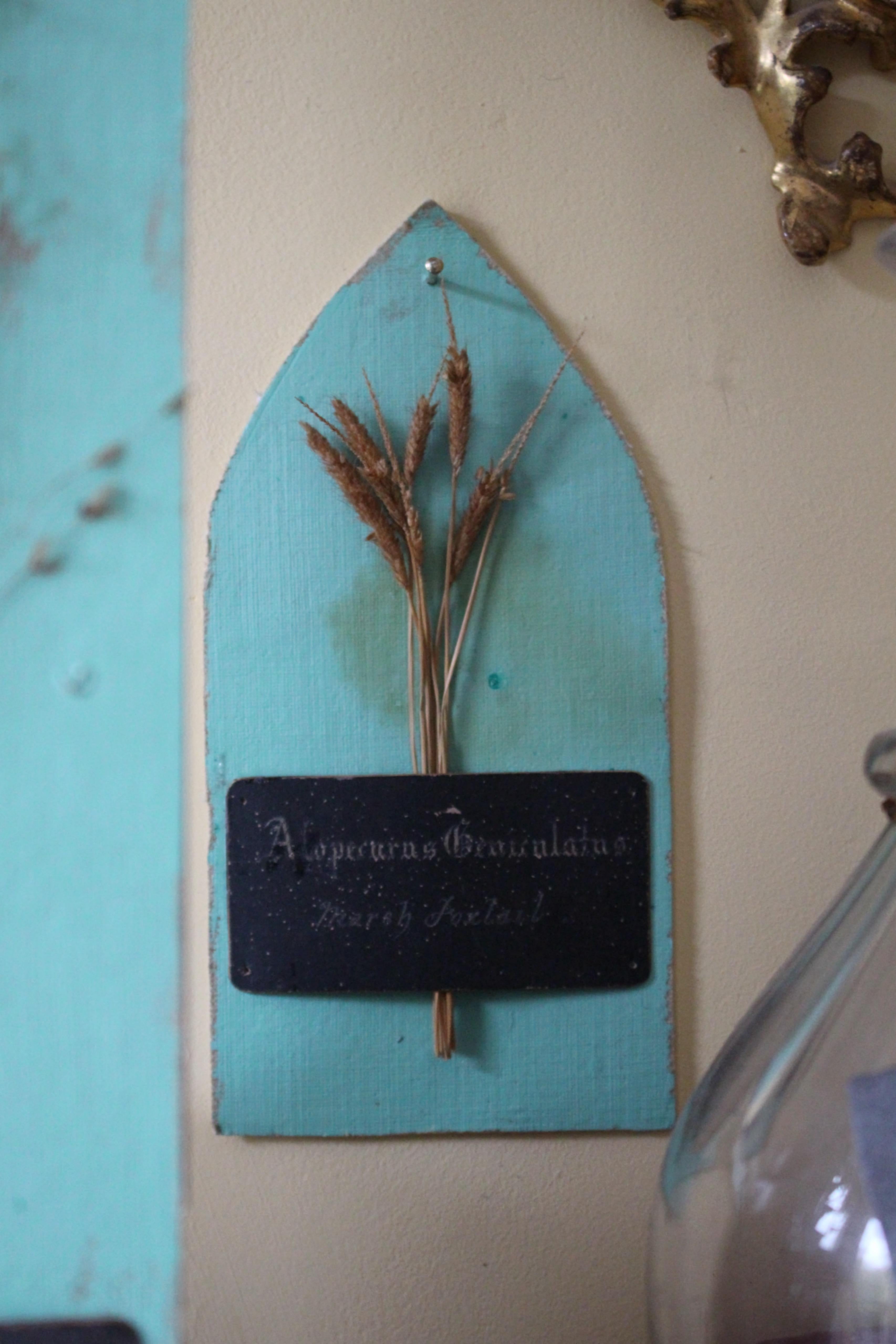 Collectional di 47 campioni di erba e grano essiccati del XIX secolo Erbario Botanico in vendita 1