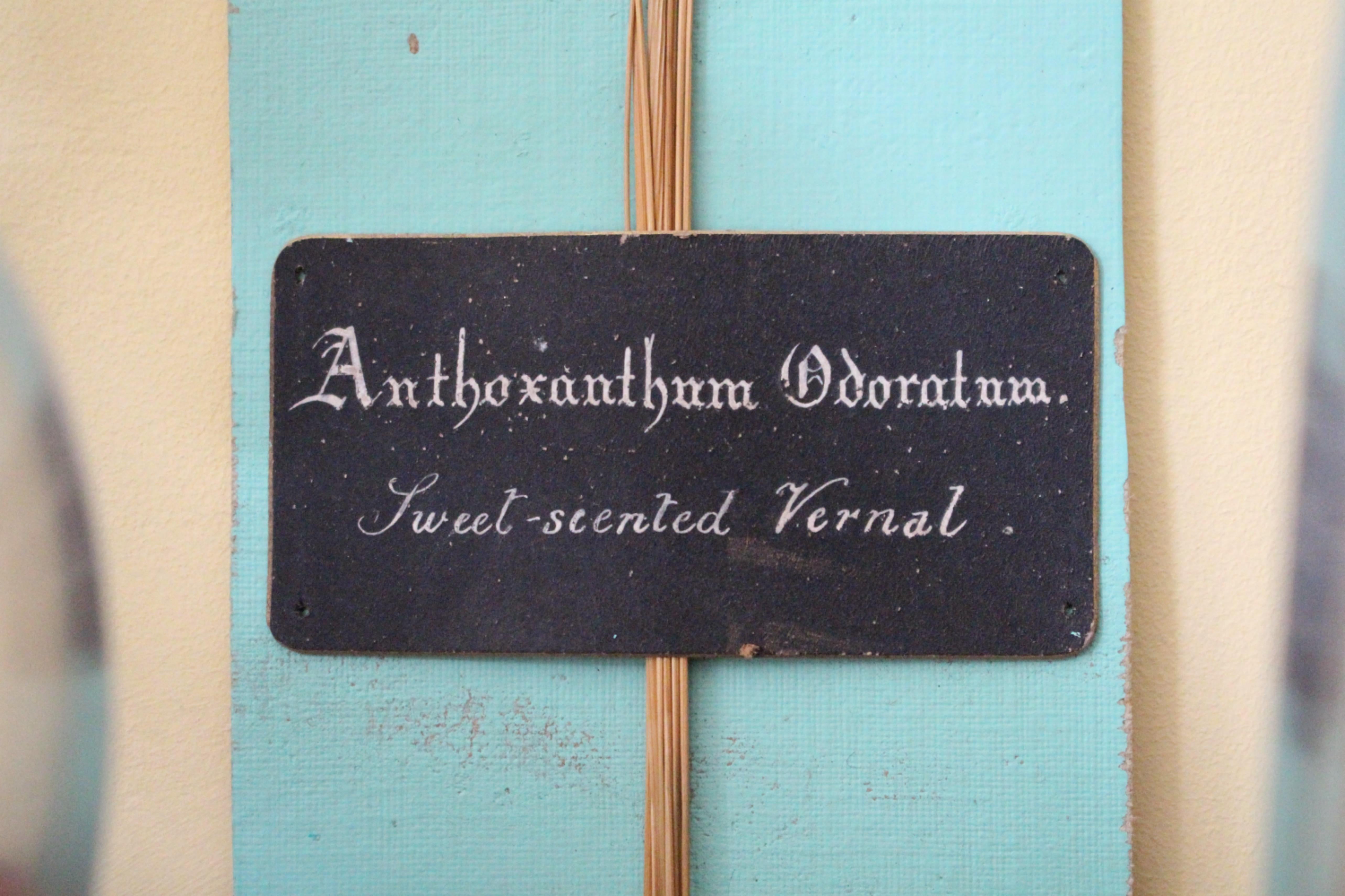 Collectional di 47 campioni di erba e grano essiccati del XIX secolo Erbario Botanico in vendita 2