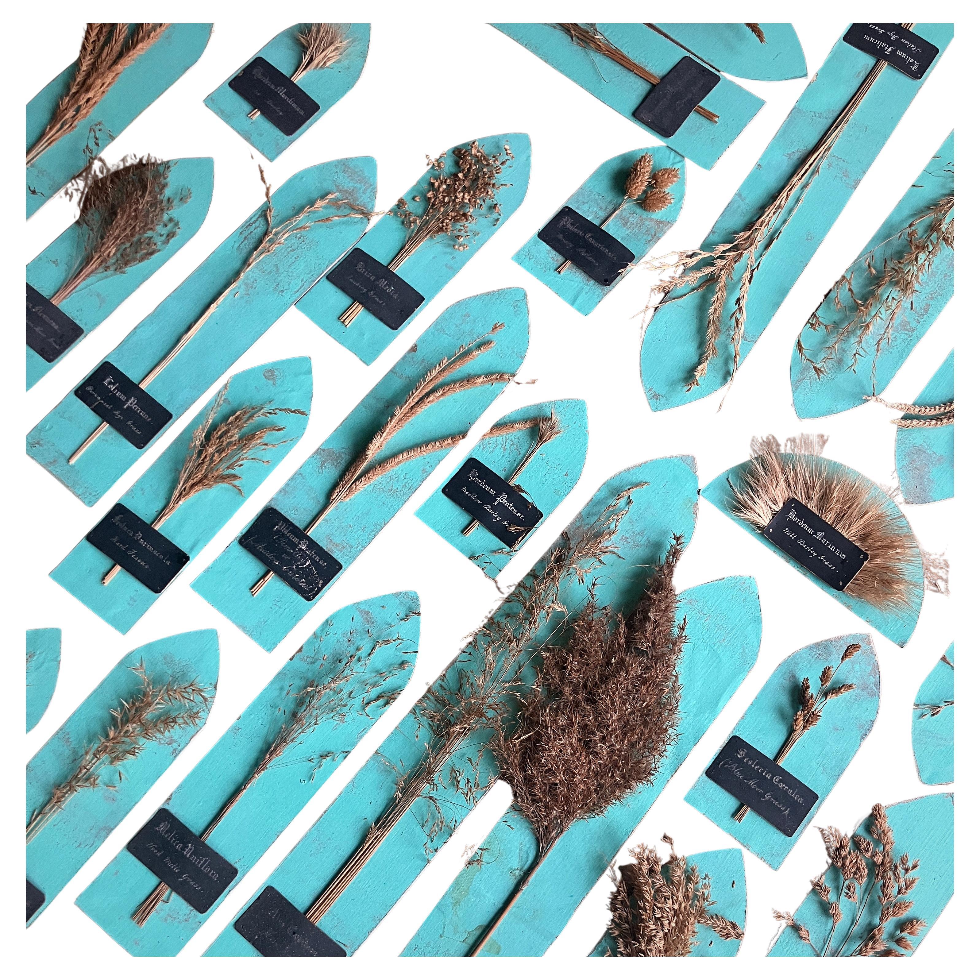 Collectional di 47 campioni di erba e grano essiccati del XIX secolo Erbario Botanico in vendita