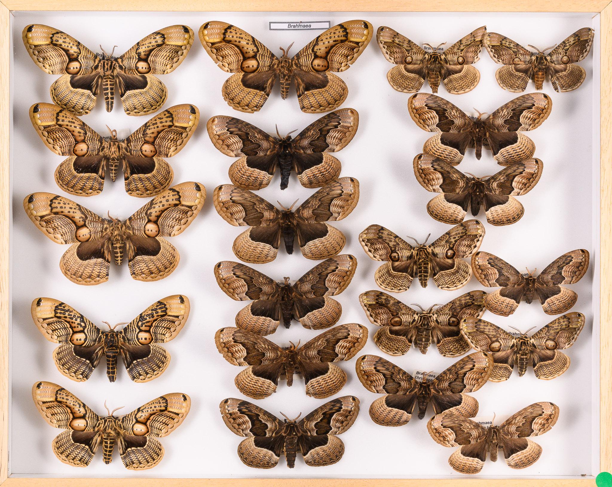 Collection of 57 Decorative Butterfly Taxidermy Cases.Real Butterfly Art Display For Sale 5