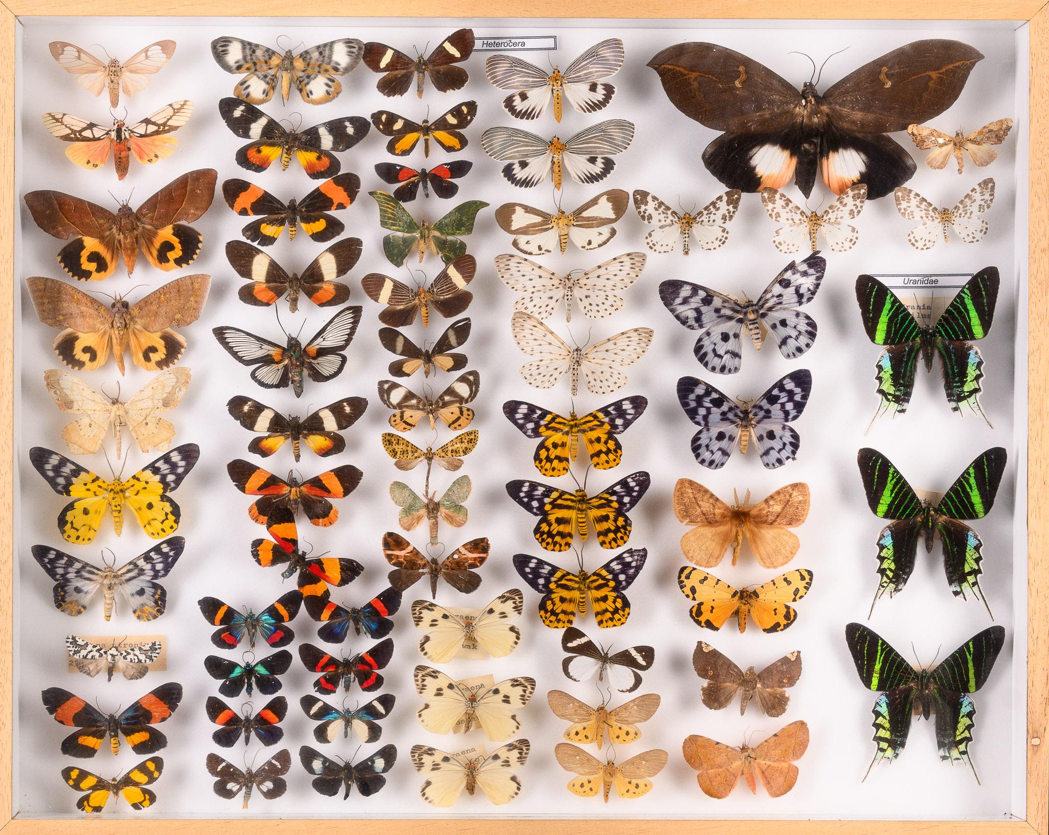 Collection of 57 Decorative Butterfly Taxidermy Cases.Real Butterfly Art Display For Sale 6