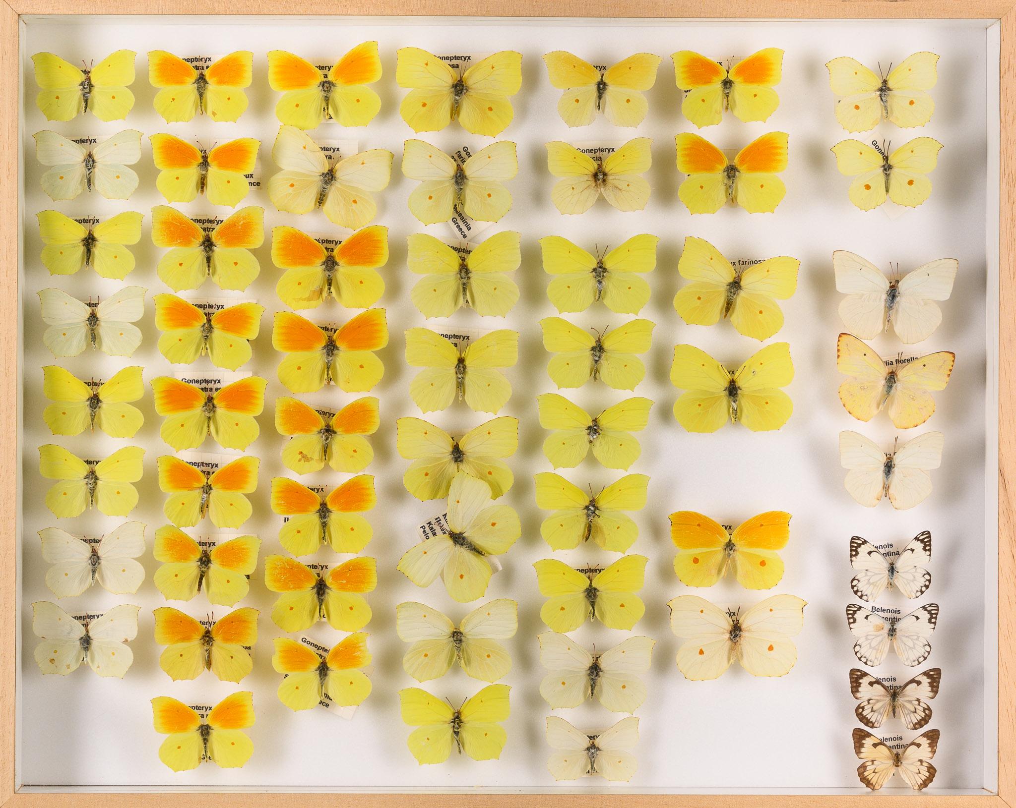 Collection of 57 Decorative Butterfly Taxidermy Cases.Real Butterfly Art Display For Sale 7