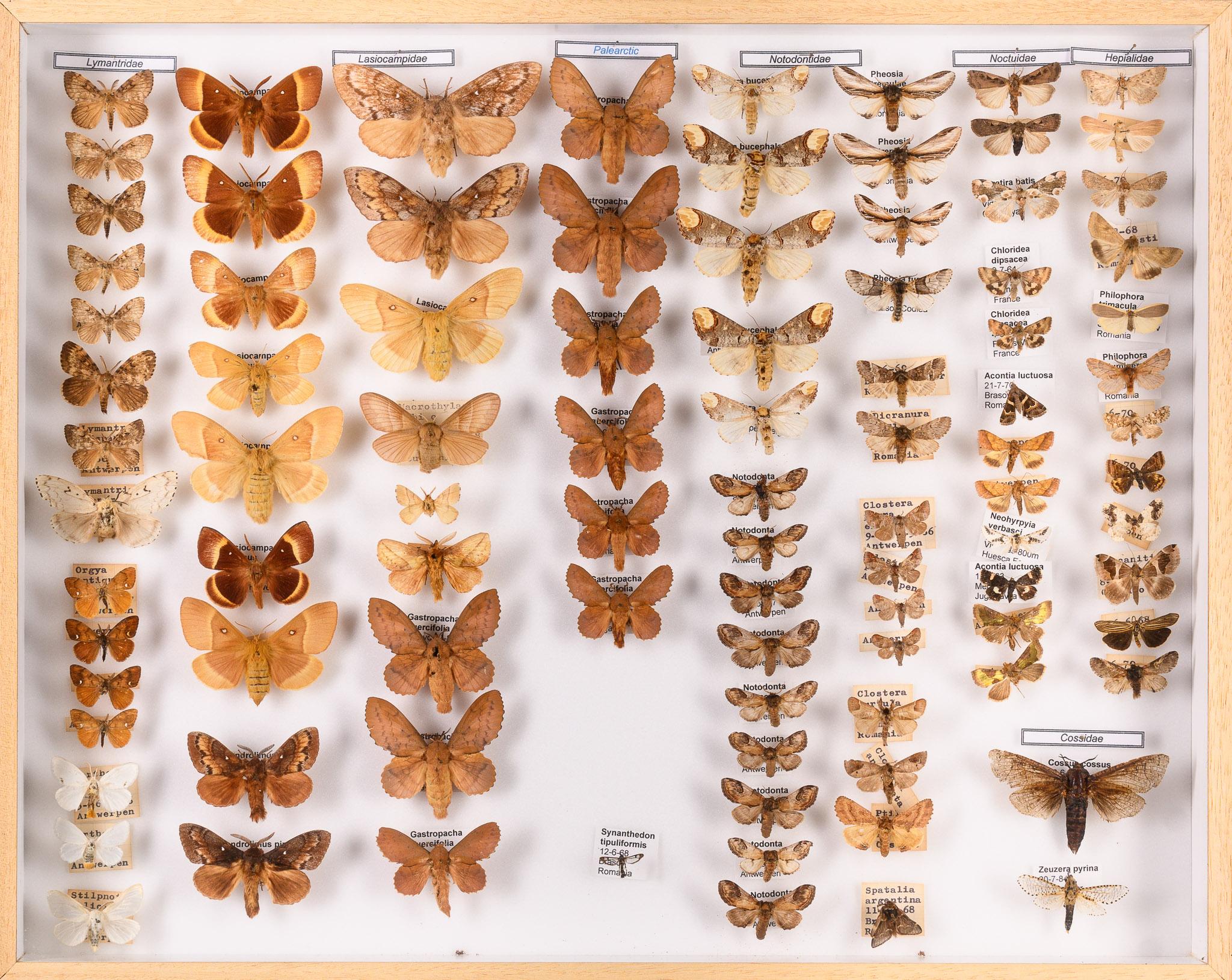 Collection of 57 Decorative Butterfly Taxidermy Cases.Real Butterfly Art Display For Sale 8