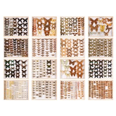 Colección de 57 Estuches Decorativos de Taxidermia de Mariposas.Real Butterfly Art Display