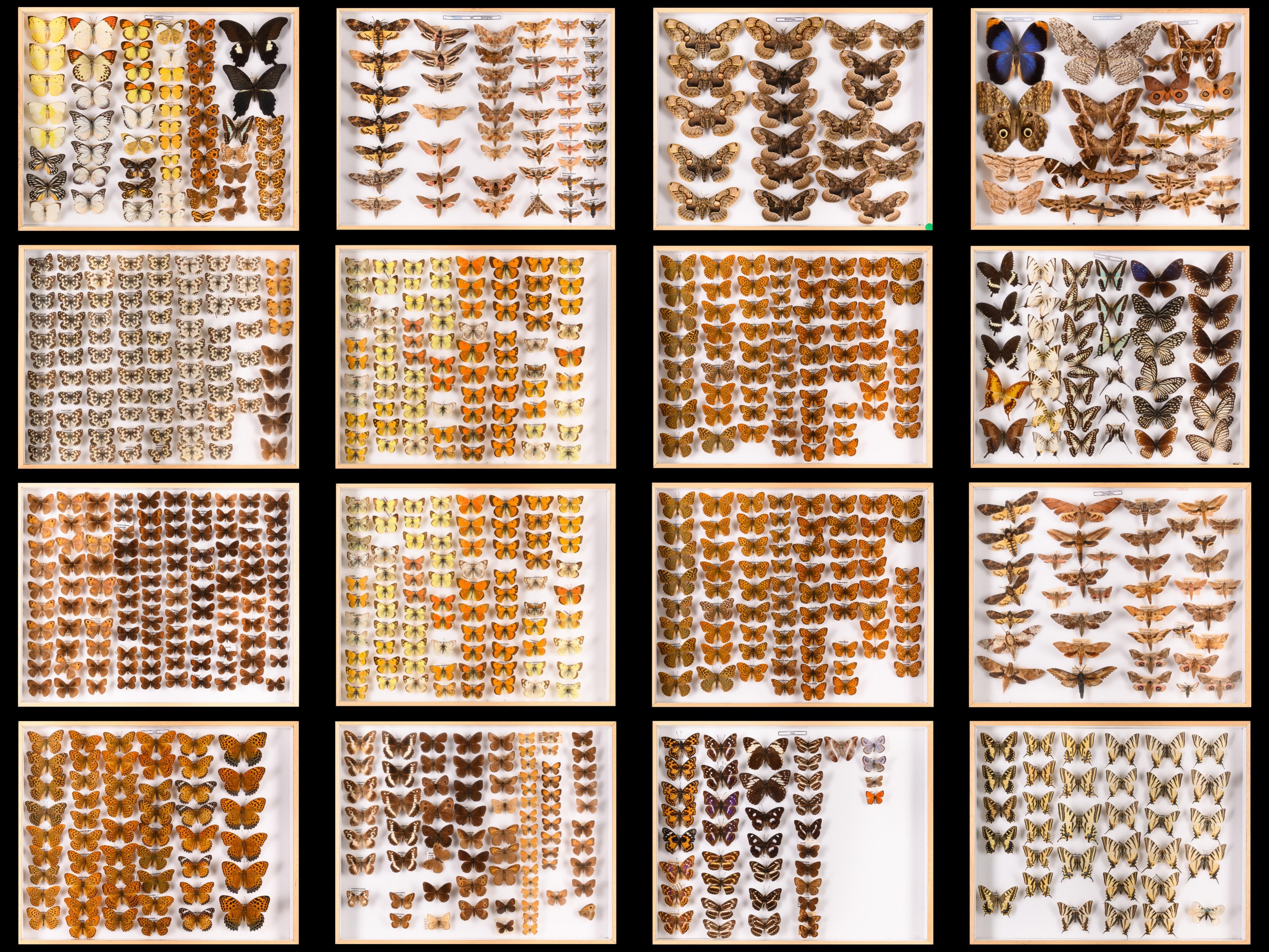 Collection of 57 Decorative Butterfly Taxidermy Cases.Real Butterfly Art Display In Good Condition For Sale In Leuven , BE