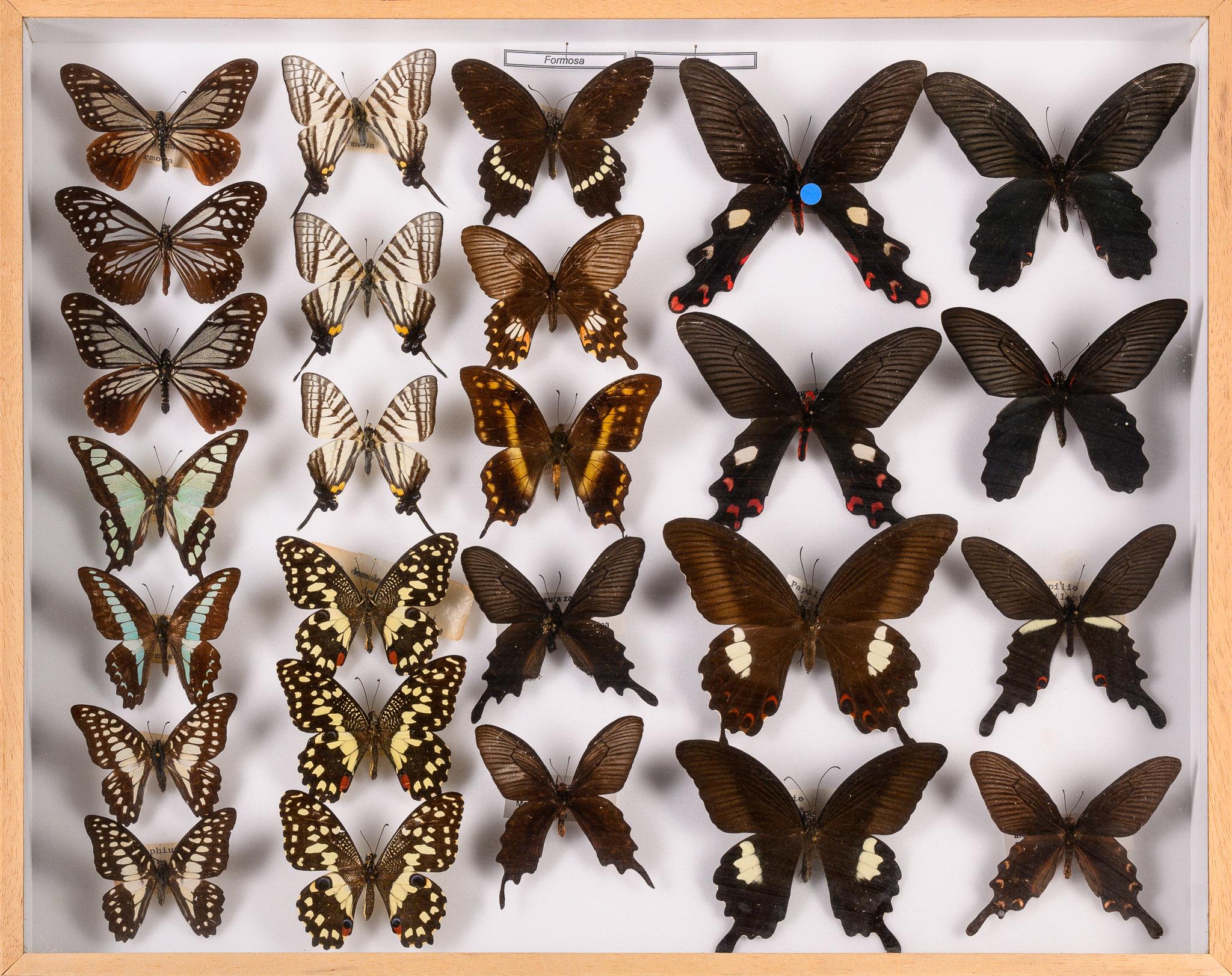 20th Century Collection of 57 Decorative Butterfly Taxidermy Cases.Real Butterfly Art Display For Sale