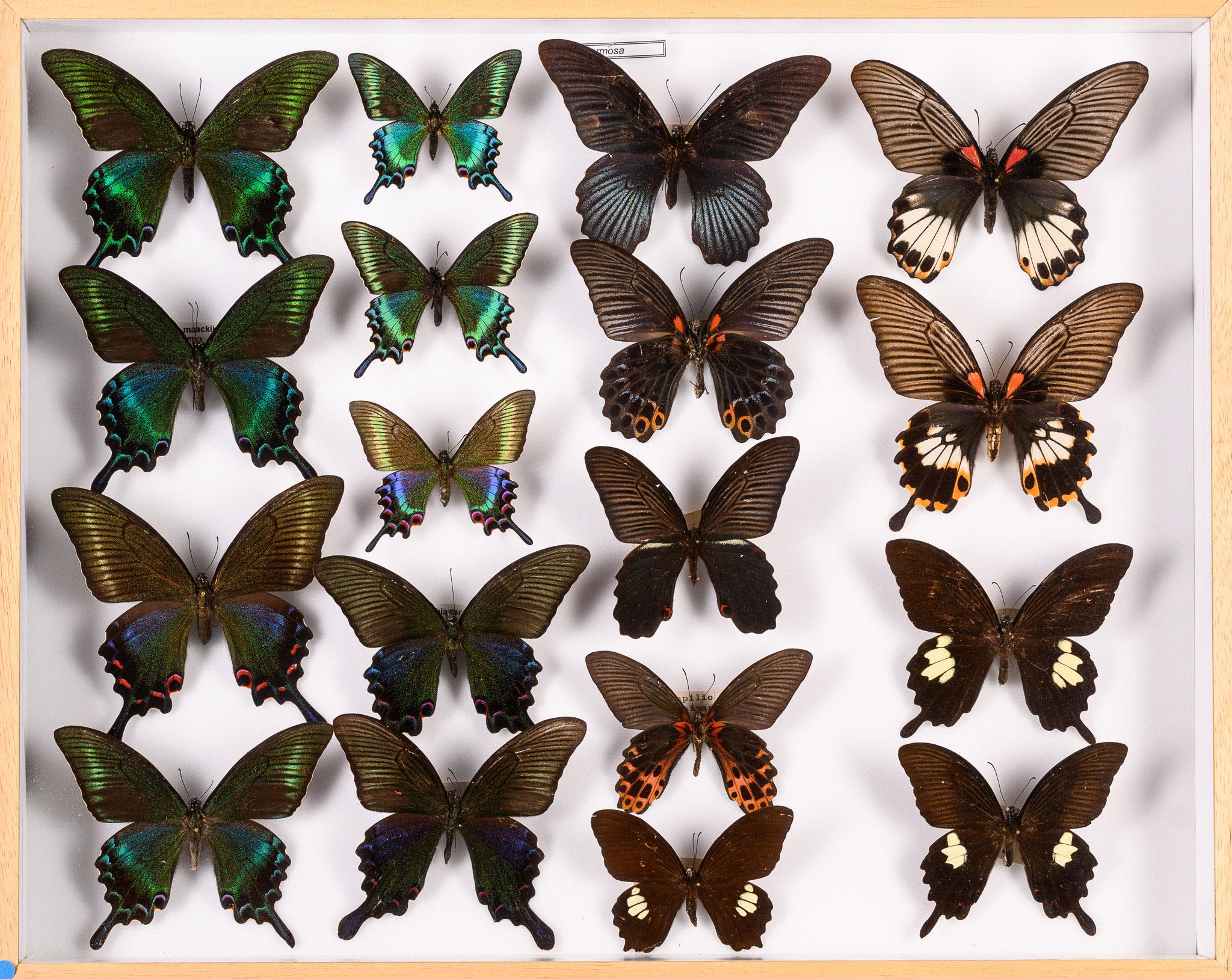 Organic Material Collection of 57 Decorative Butterfly Taxidermy Cases.Real Butterfly Art Display For Sale