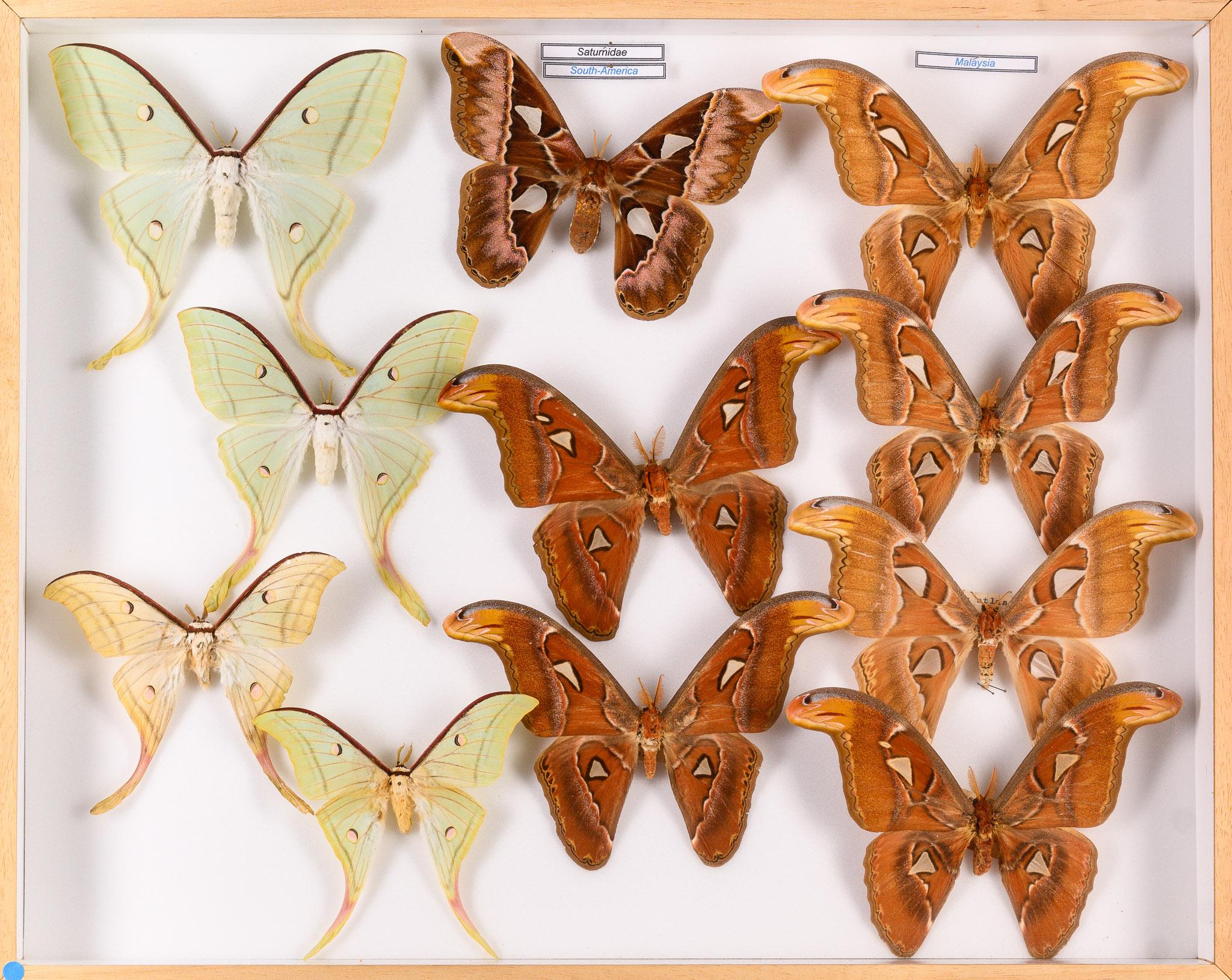Collection of 57 Decorative Butterfly Taxidermy Cases.Real Butterfly Art Display For Sale 1
