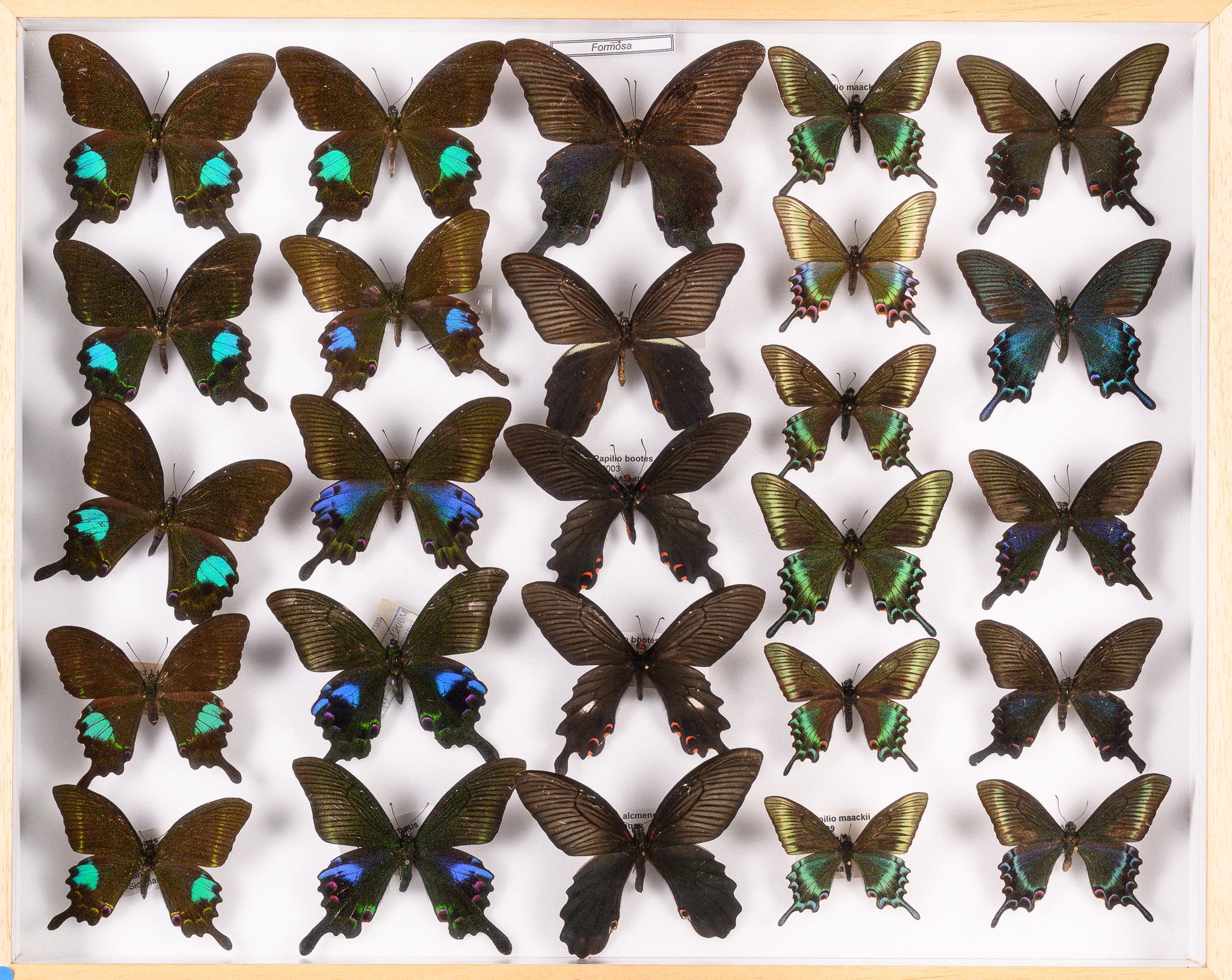 Collection of 57 Decorative Butterfly Taxidermy Cases.Real Butterfly Art Display For Sale 2