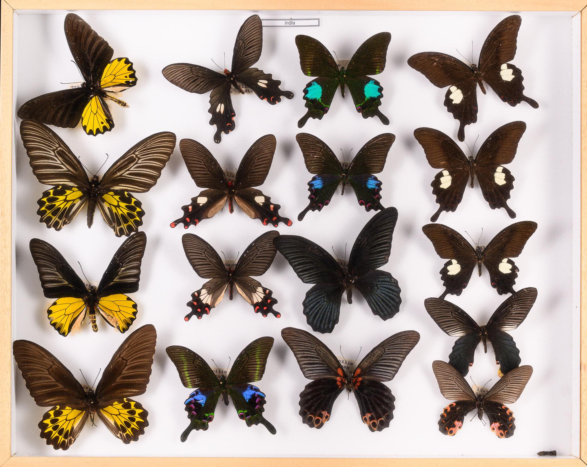Collection of 57 Decorative Butterfly Taxidermy Cases.Real Butterfly Art Display For Sale 3