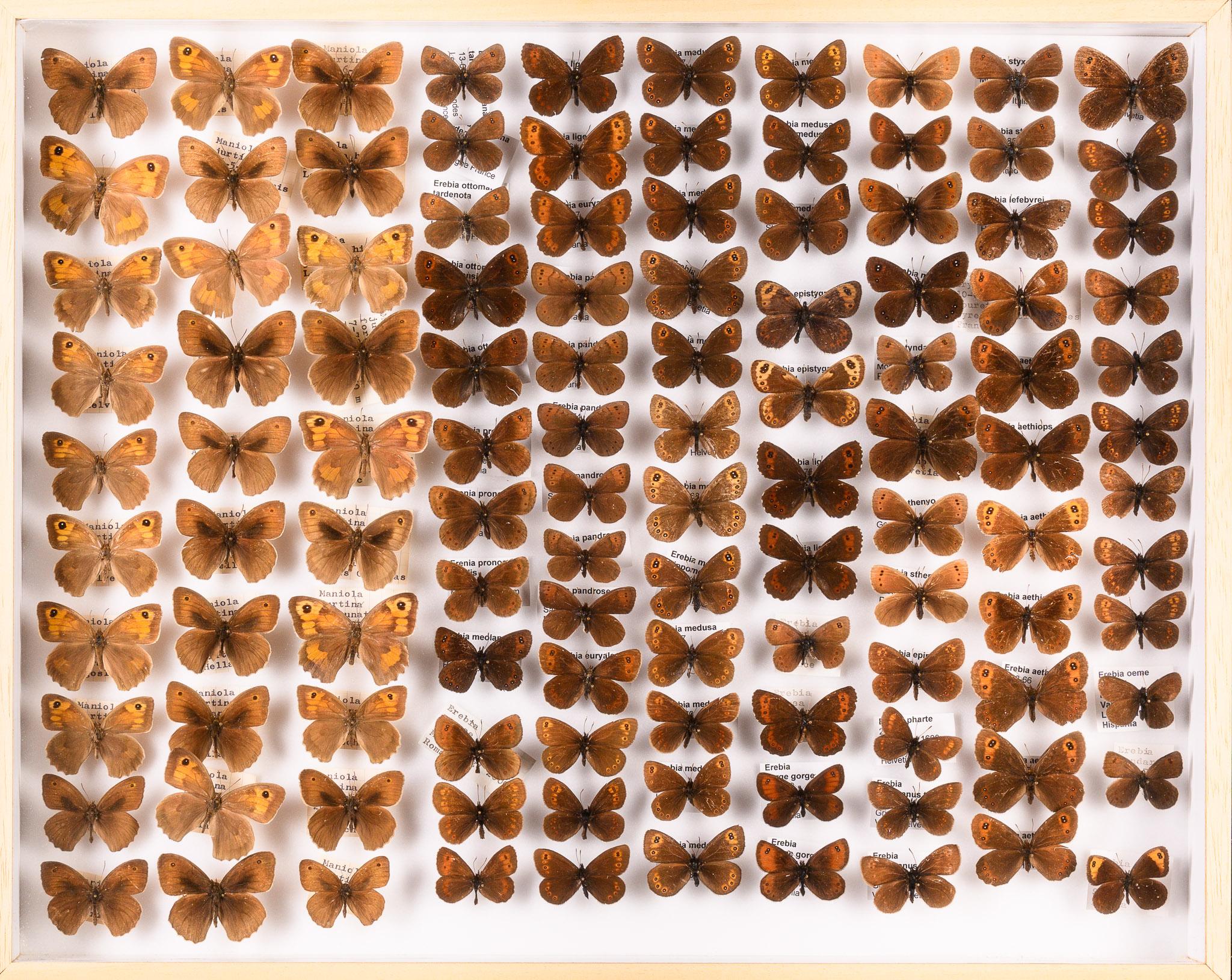 Collection of 57 Decorative Butterfly Taxidermy Cases.Real Butterfly Art Display For Sale 4