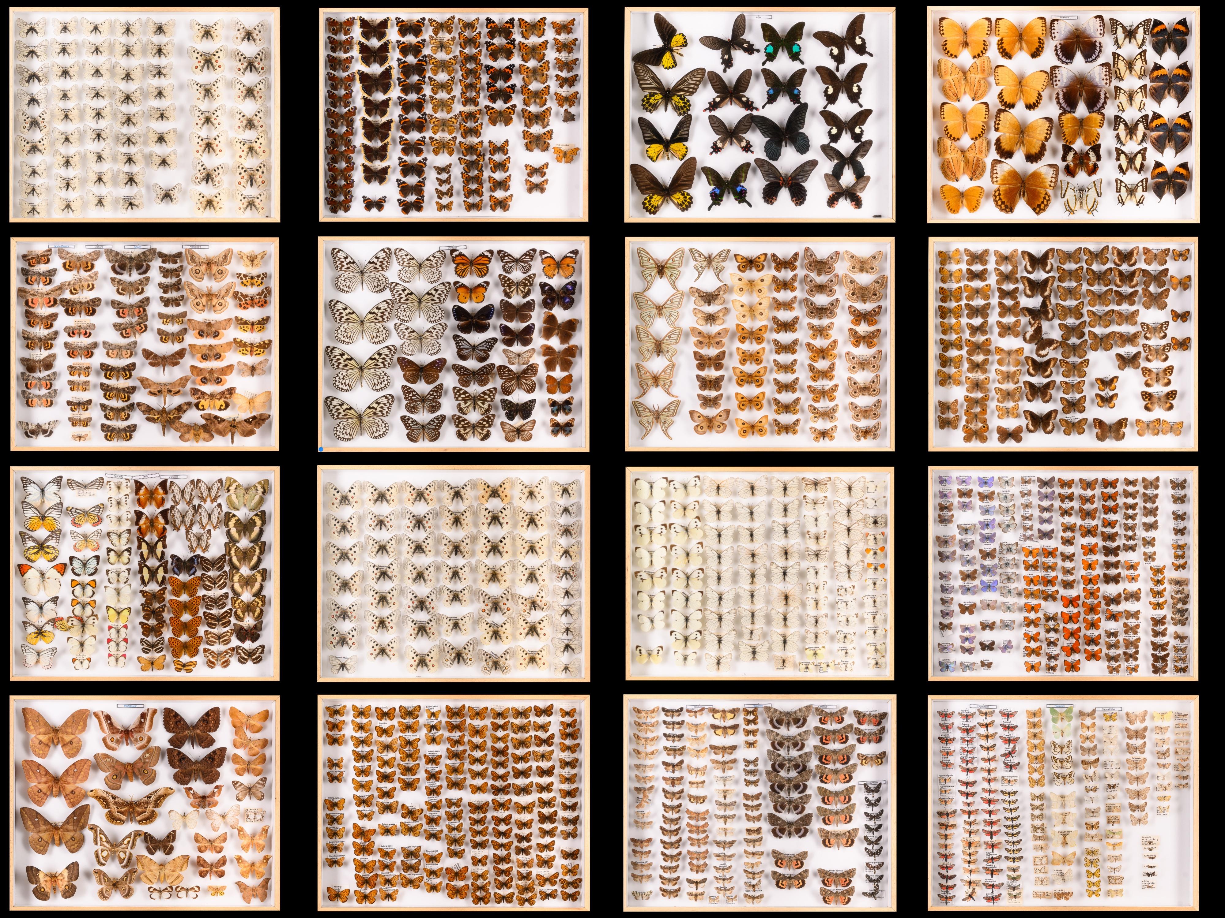 Collezione di 57 astucci decorativi per la tassidermia delle farfalle.Espositore d'arte di farfalle reali