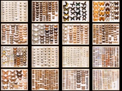 Collezione di 57 astucci decorativi per la tassidermia delle farfalle.Espositore d'arte di farfalle reali