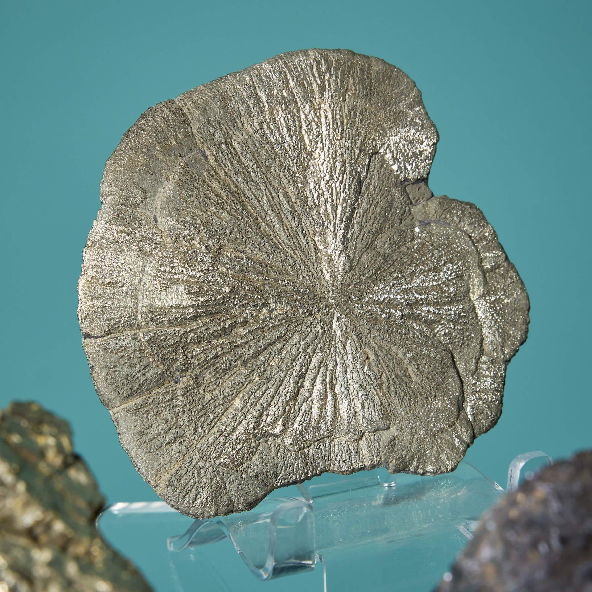 Collection of 6 Prehistoric Minerals including Galena & Pyrite Specimens For Sale 3