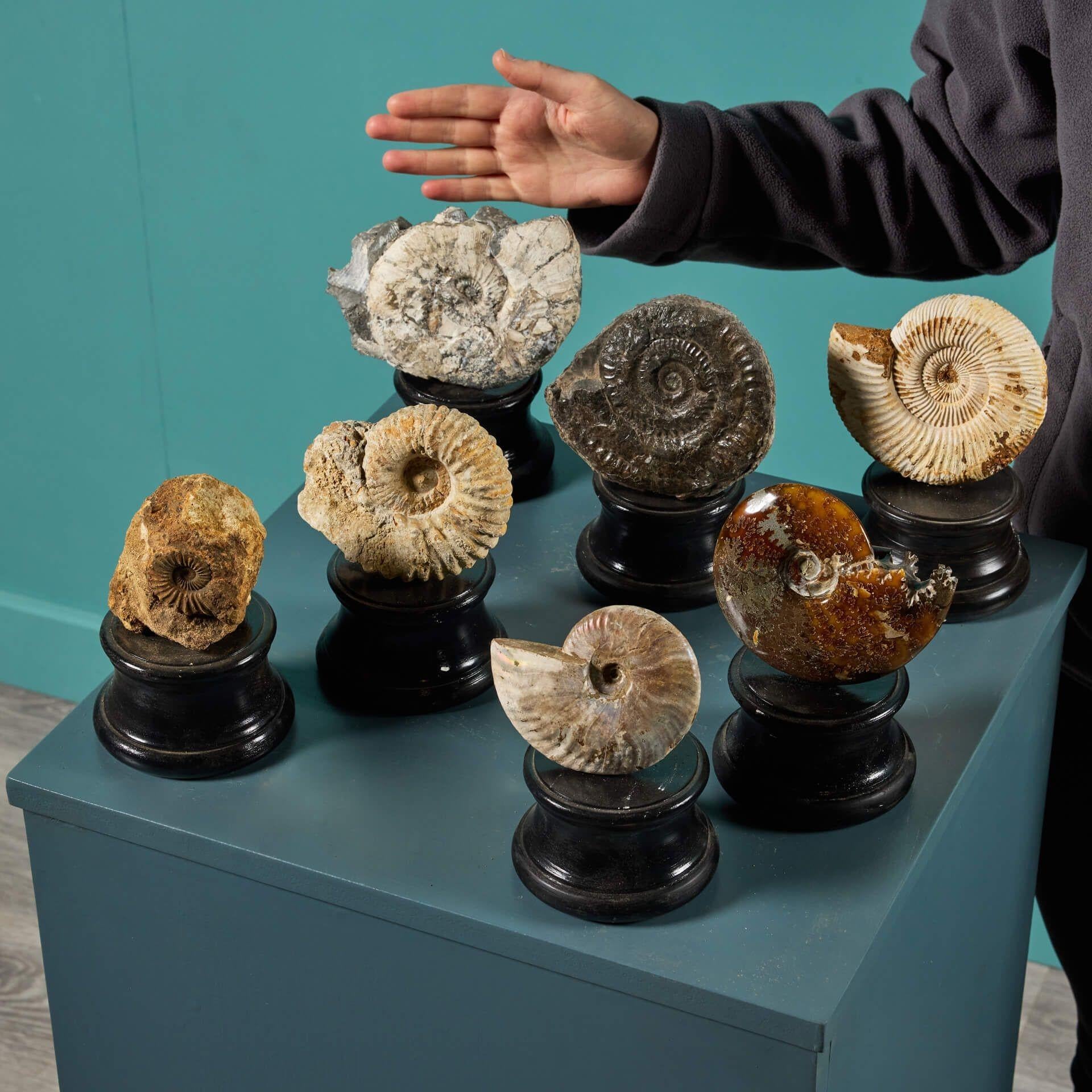 Ein großartiger Satz von 7 prähistorischen Ammonitenfossilien, präsentiert auf unseren kleinen, gedrehten und bemalten Gipssockeln. In dieser Gruppe sind Ammoniten von unterschiedlicher Farbe, Textur und Oberflächenbeschaffenheit zu sehen. Zu den