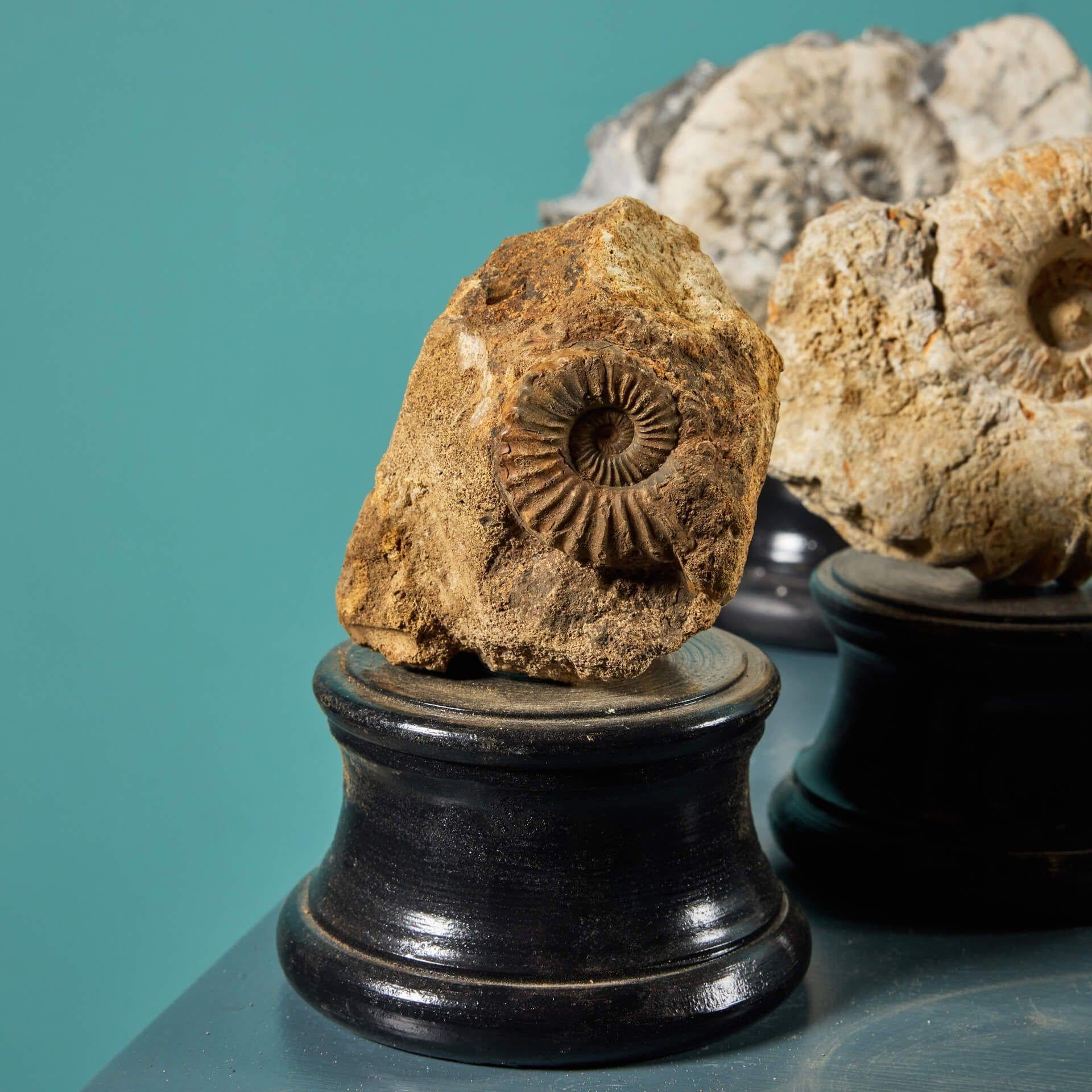 Kollektion von 7 Ammonit-Fossilien aus Ammonit im Zustand „Relativ gut“ im Angebot in Wormelow, Herefordshire