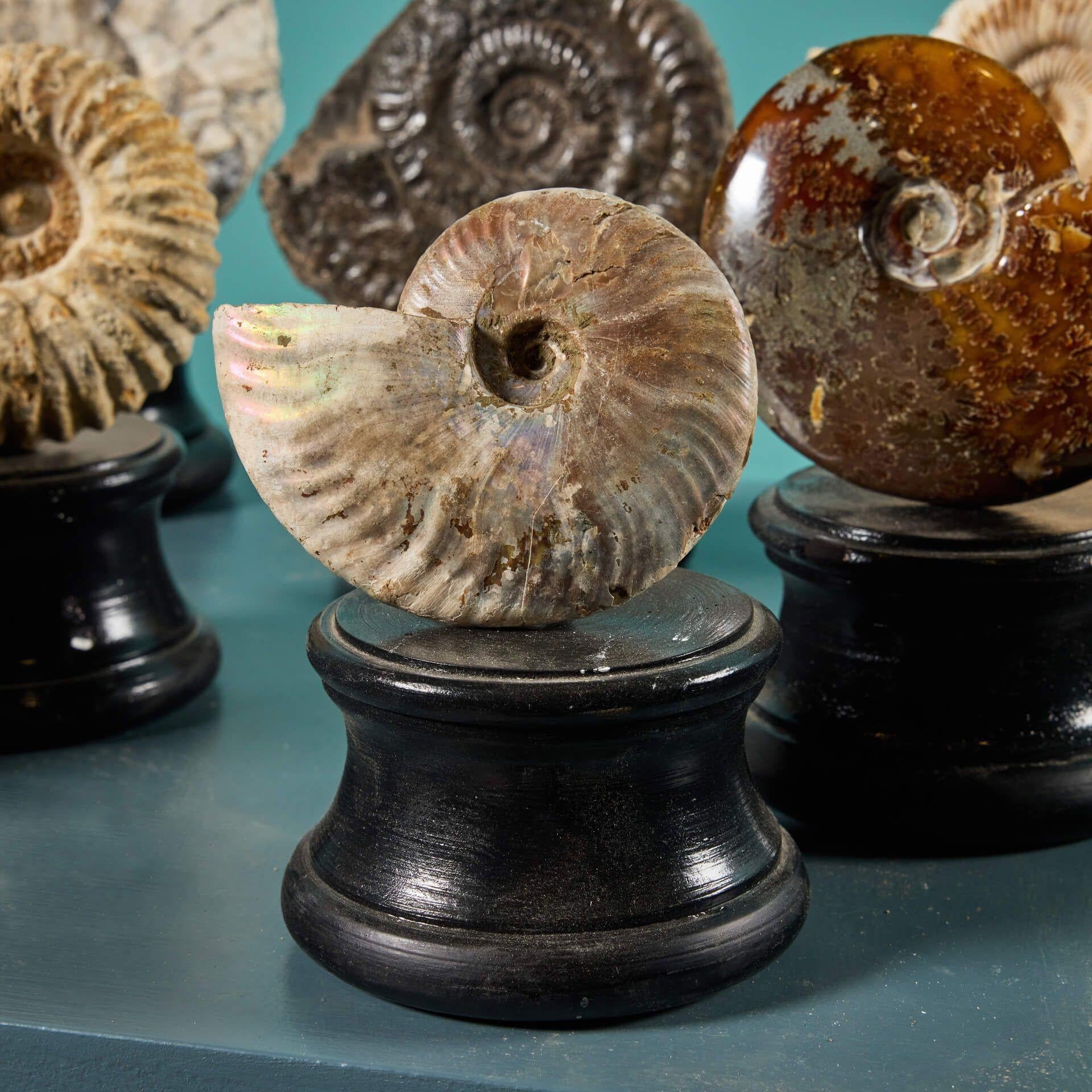 Kollektion von 7 Ammonit-Fossilien aus Ammonit (18. Jahrhundert und früher) im Angebot