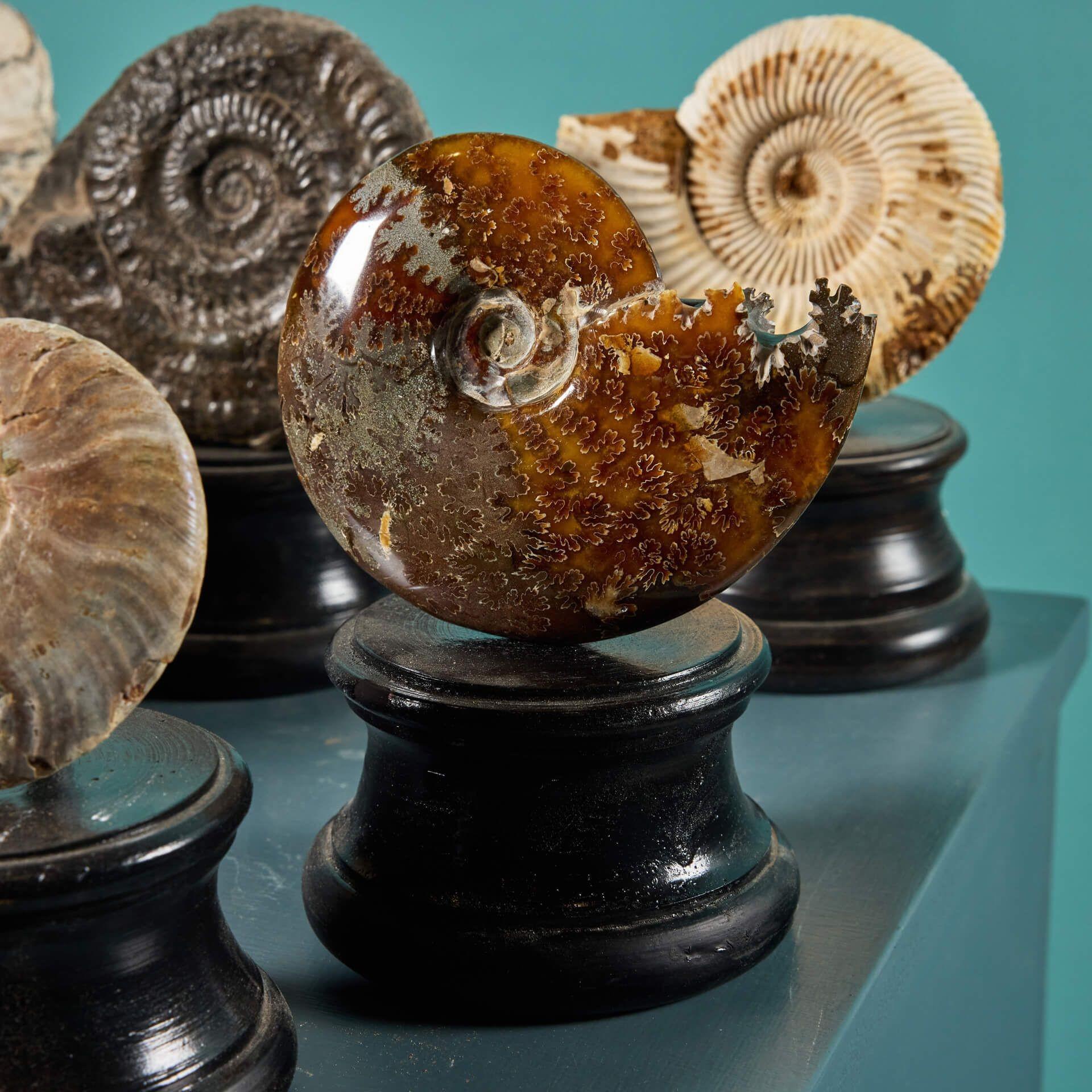 Kollektion von 7 Ammonit-Fossilien aus Ammonit (Stein) im Angebot