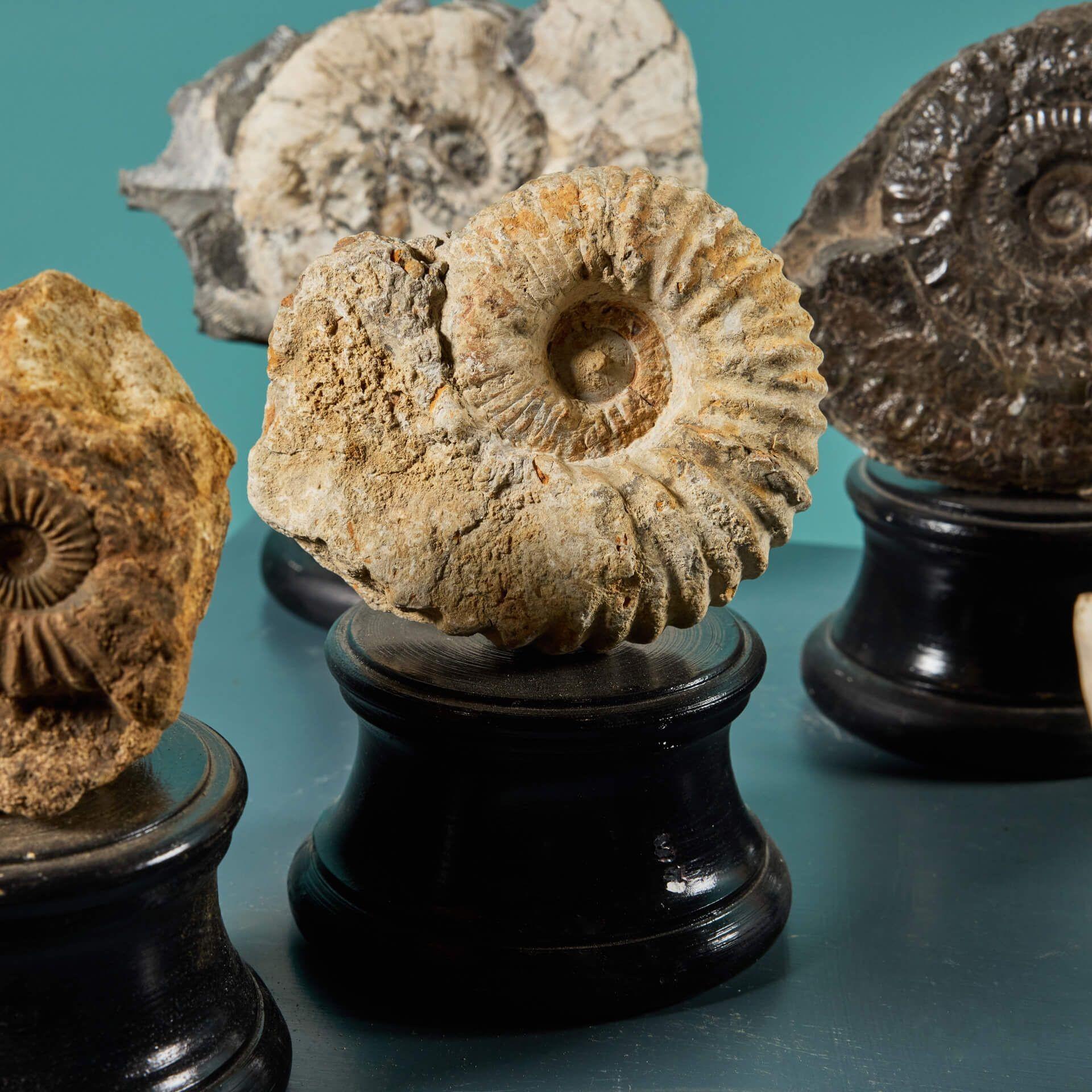 Collection of 7 Ammonite Fossils In Fair Condition For Sale In Wormelow, Herefordshire