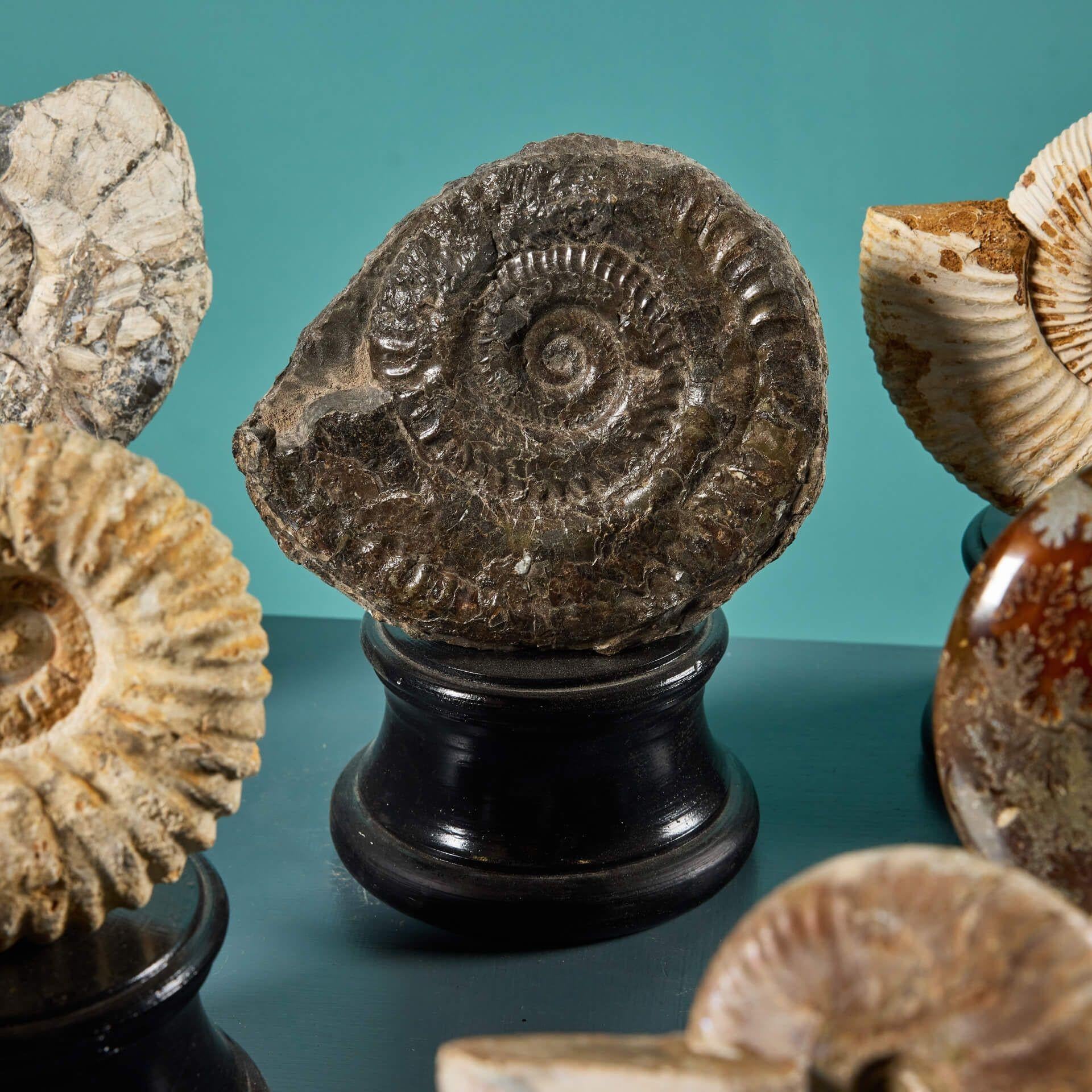 Kollektion von 7 Ammonit-Fossilien aus Ammonit im Angebot 2