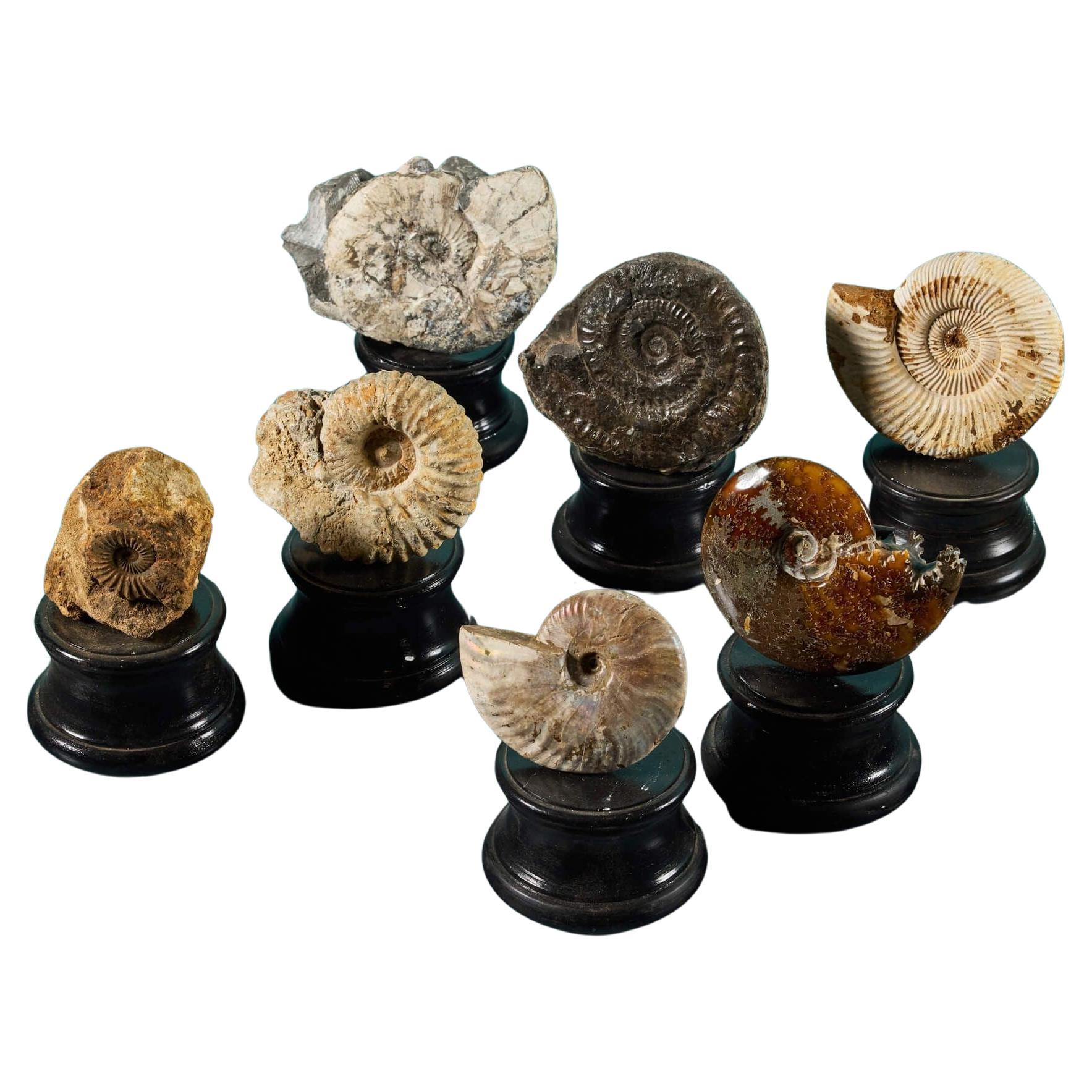 Kollektion von 7 Ammonit-Fossilien aus Ammonit im Angebot