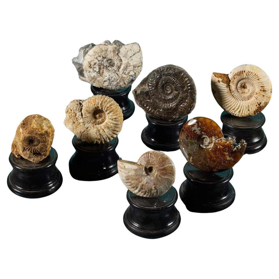 Shell Fossil Display Collection of Museum Minerals in Display Case For Sale at 1stDibs