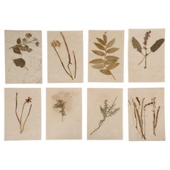 Collection of '8' Antique French Botanicals Larger Quantities Available