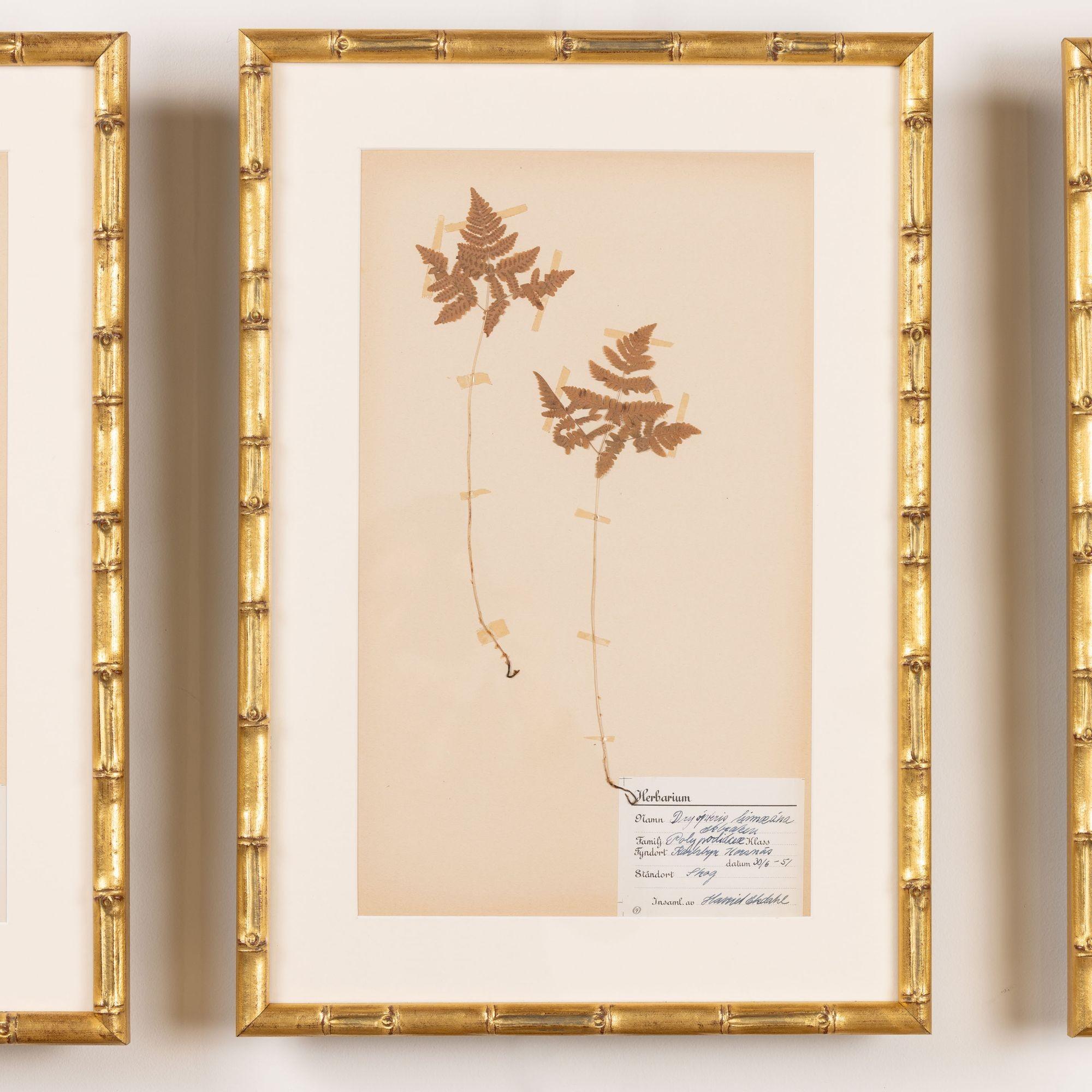 Collection of 8 Framed Swedish Large Herbarium / Botanical Studies 5