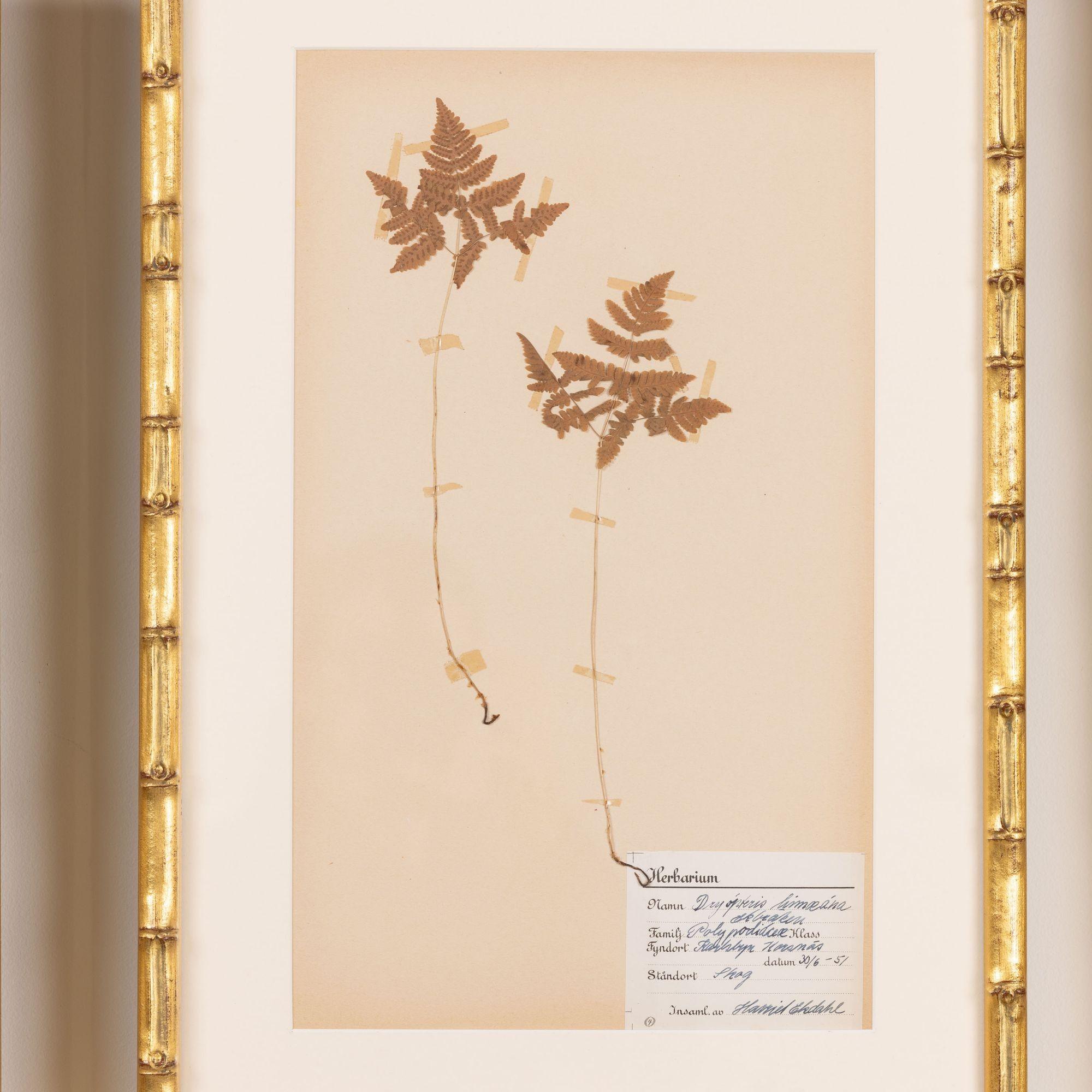 Collection of 8 Framed Swedish Large Herbarium / Botanical Studies 6
